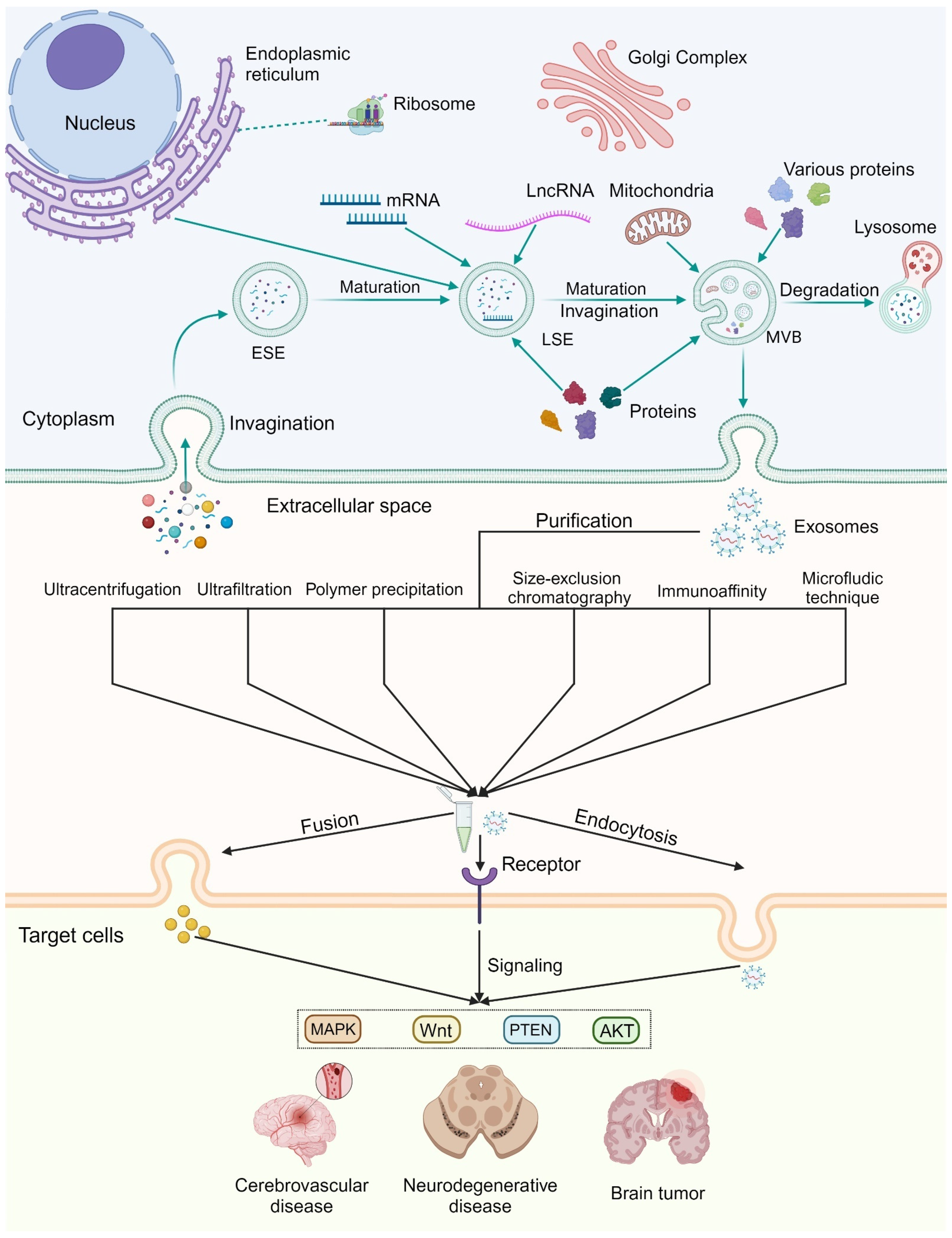 Biomolecules 14 01519 g001