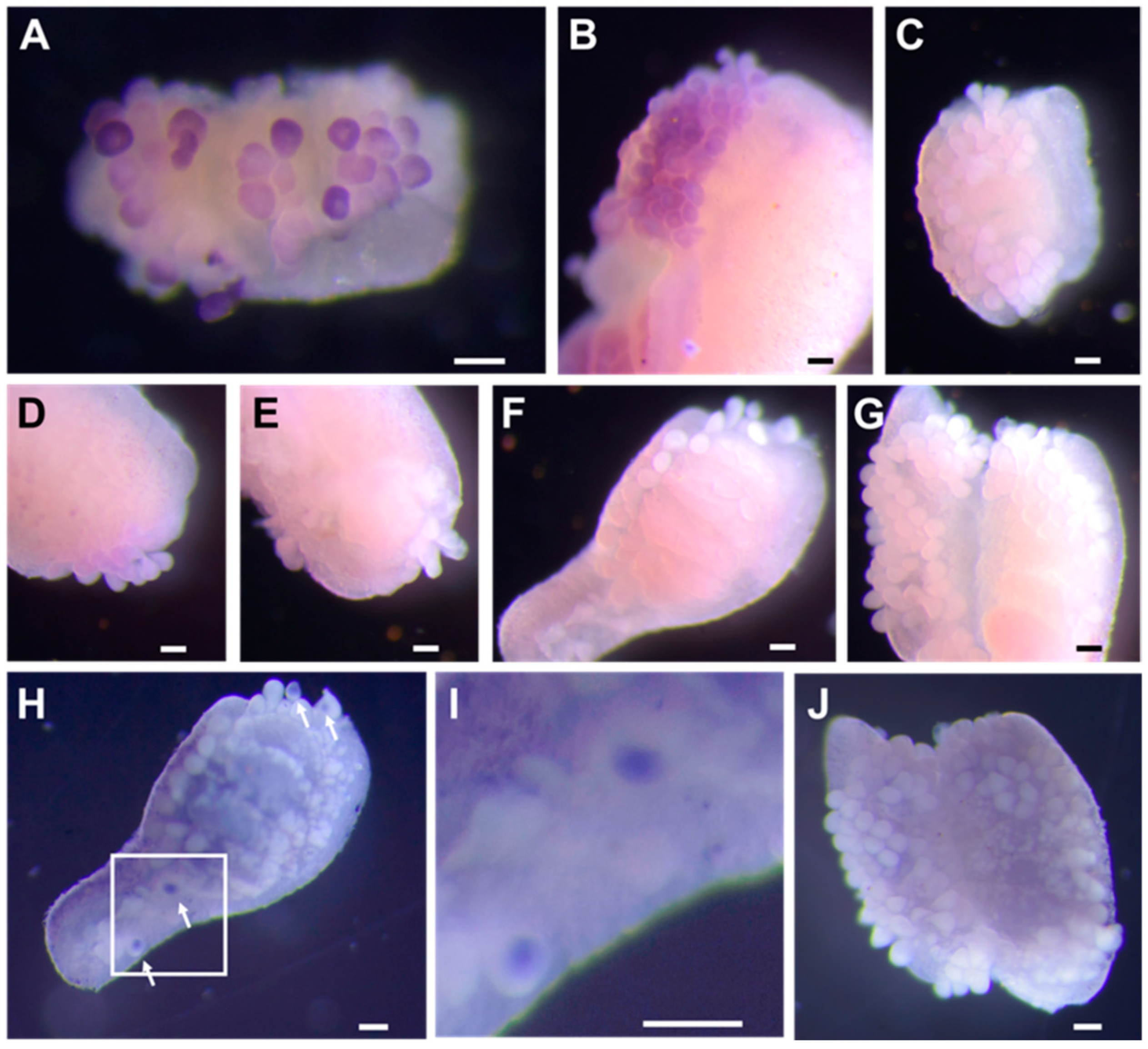 Biomolecules 14 01545 g004 Biomolecules 14 01545 g004