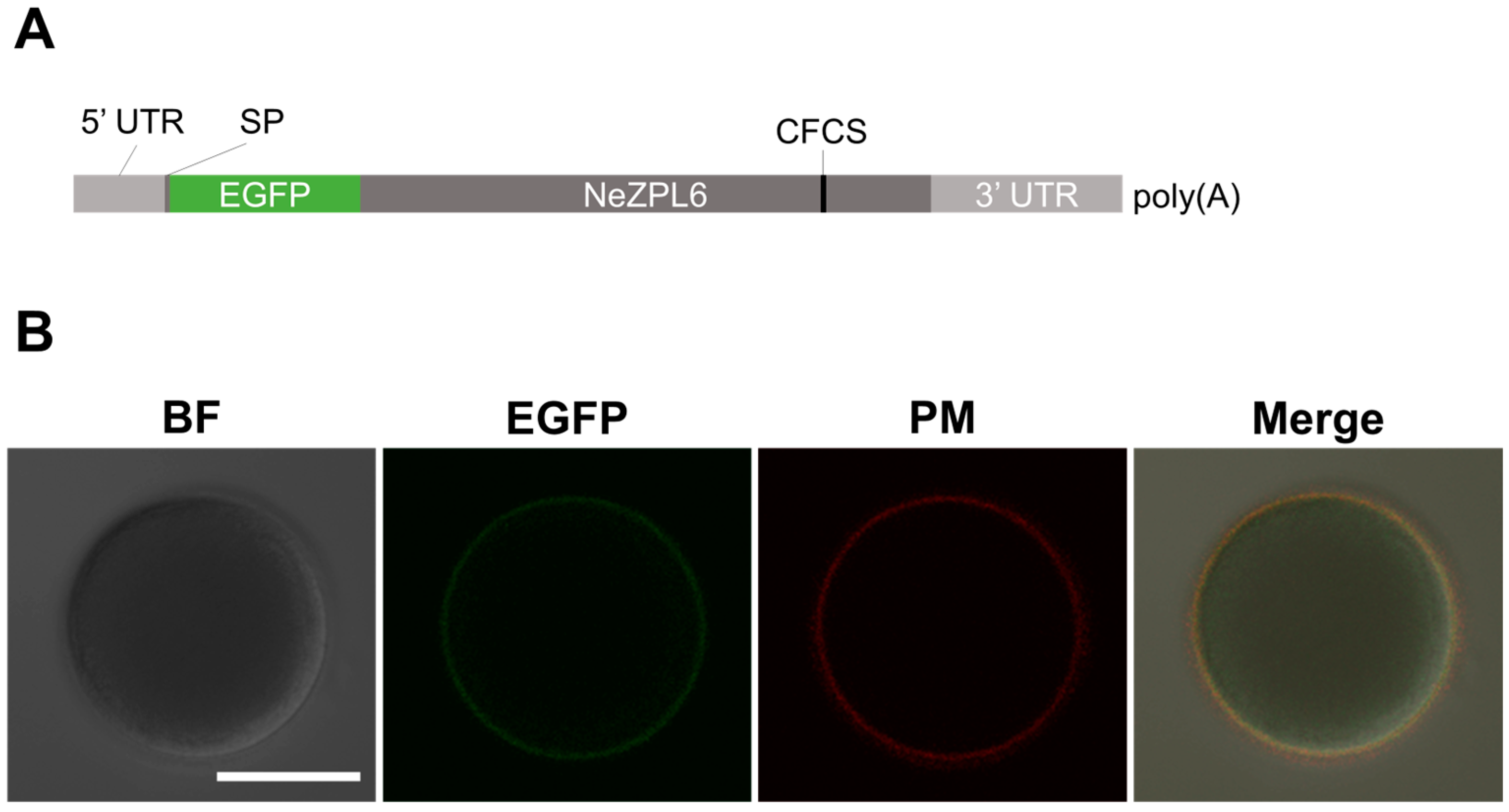 Biomolecules 14 01545 g005 Biomolecules 14 01545 g005