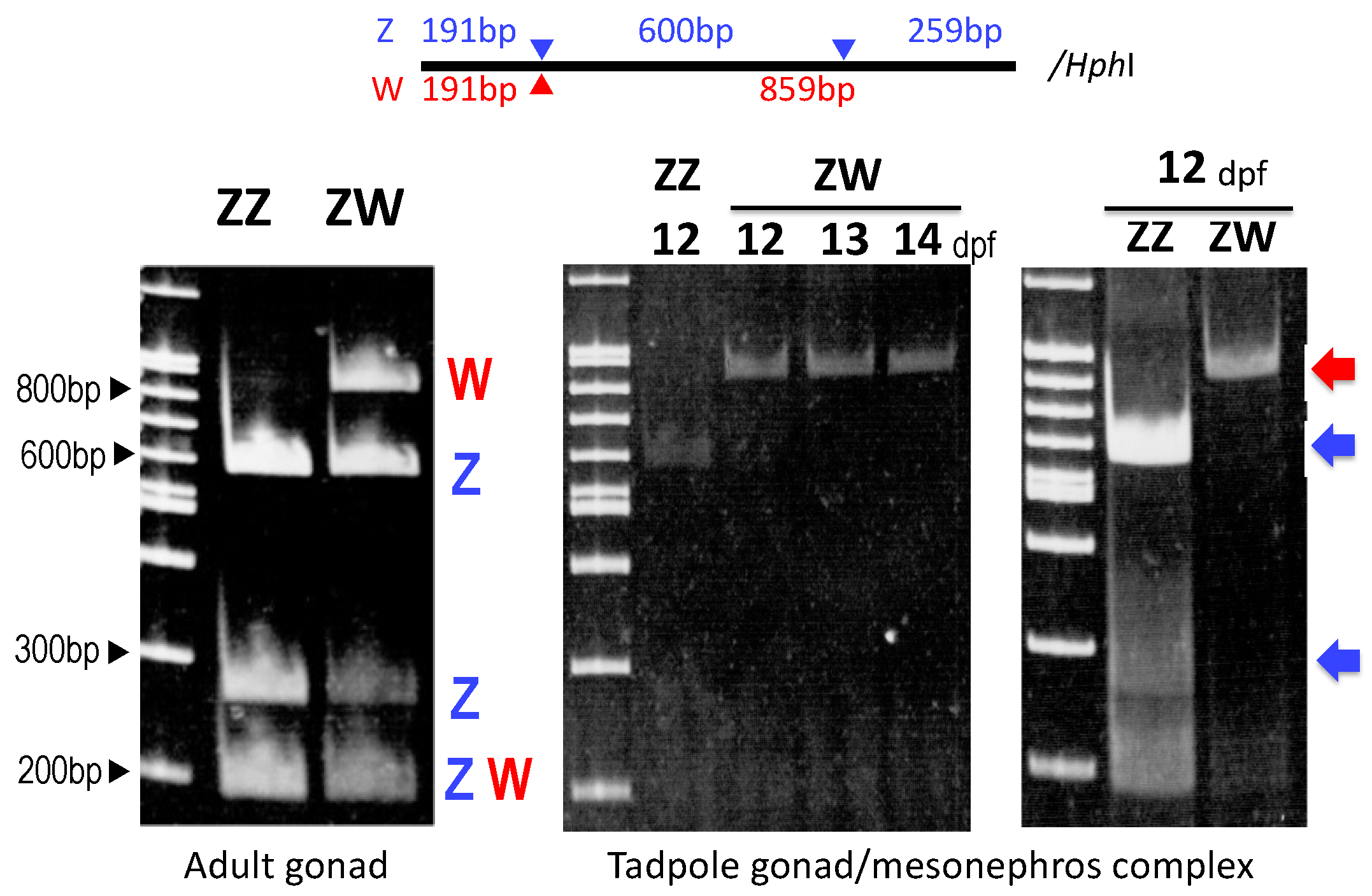 Biomolecules 14 01566 g003