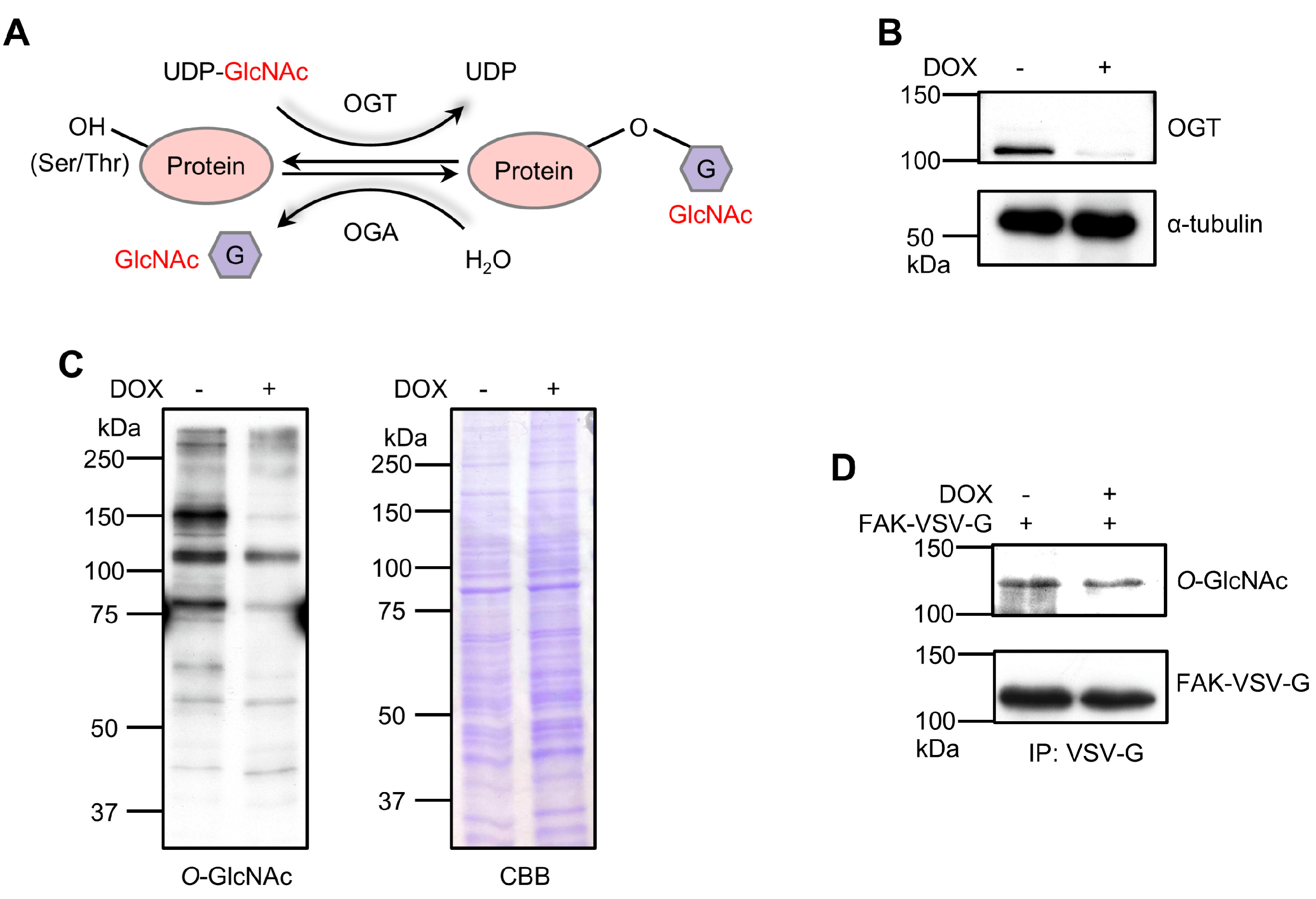 Biomolecules 14 01577 g001