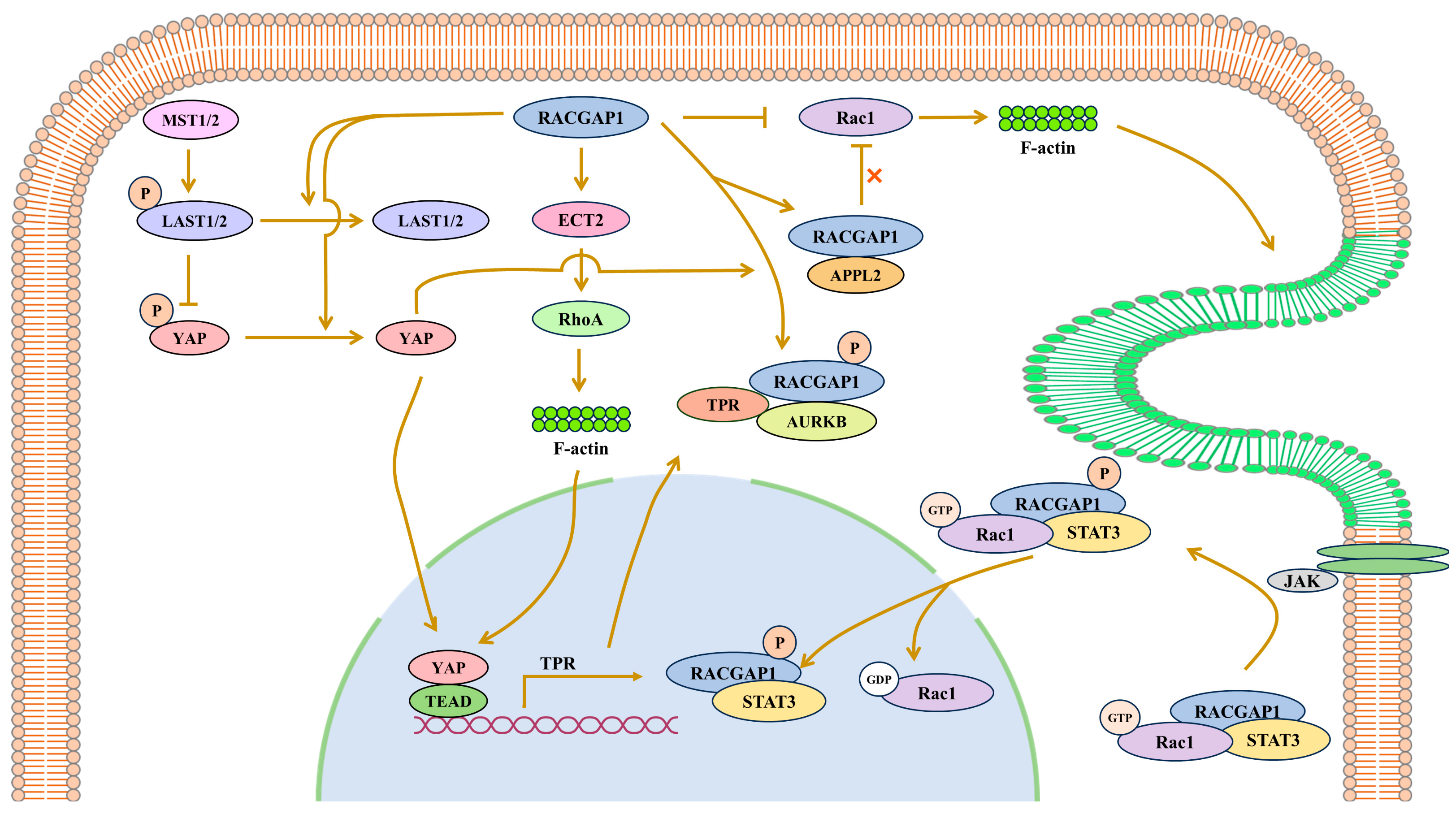 Biomolecules 15 00003 g001 Biomolecules 15 00003 g001