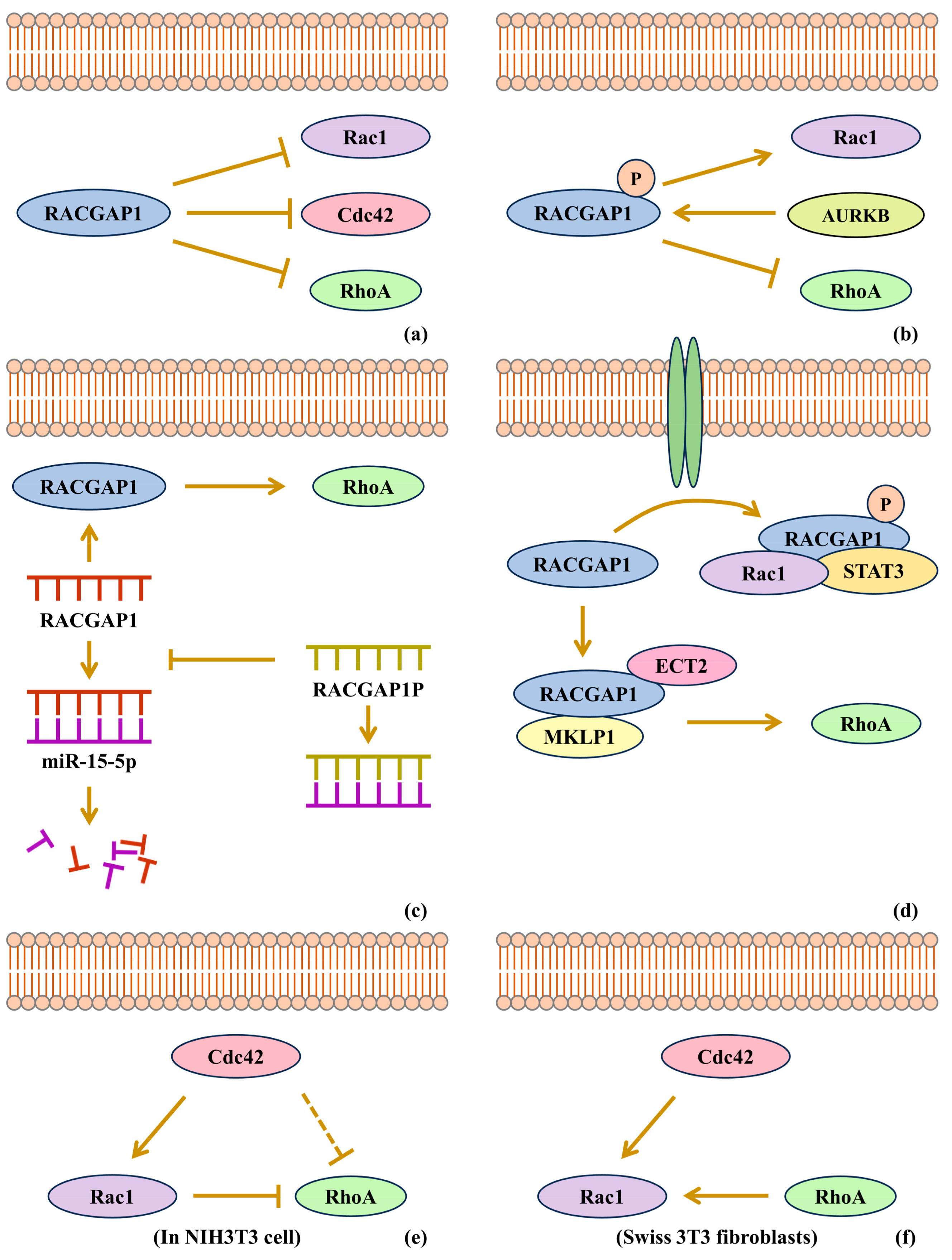 Biomolecules 15 00003 g002 Biomolecules 15 00003 g002