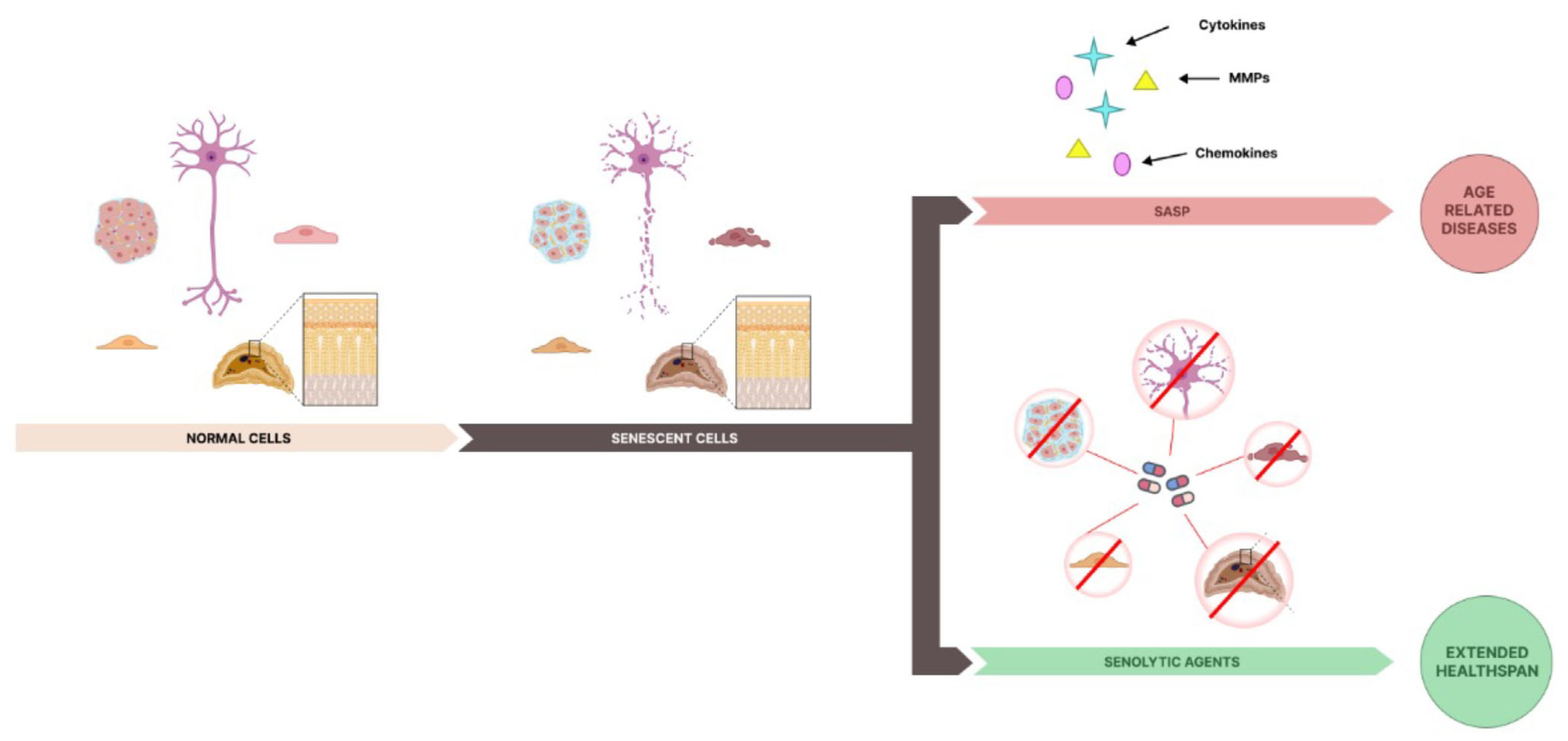 Biomolecules 15 00018 g002