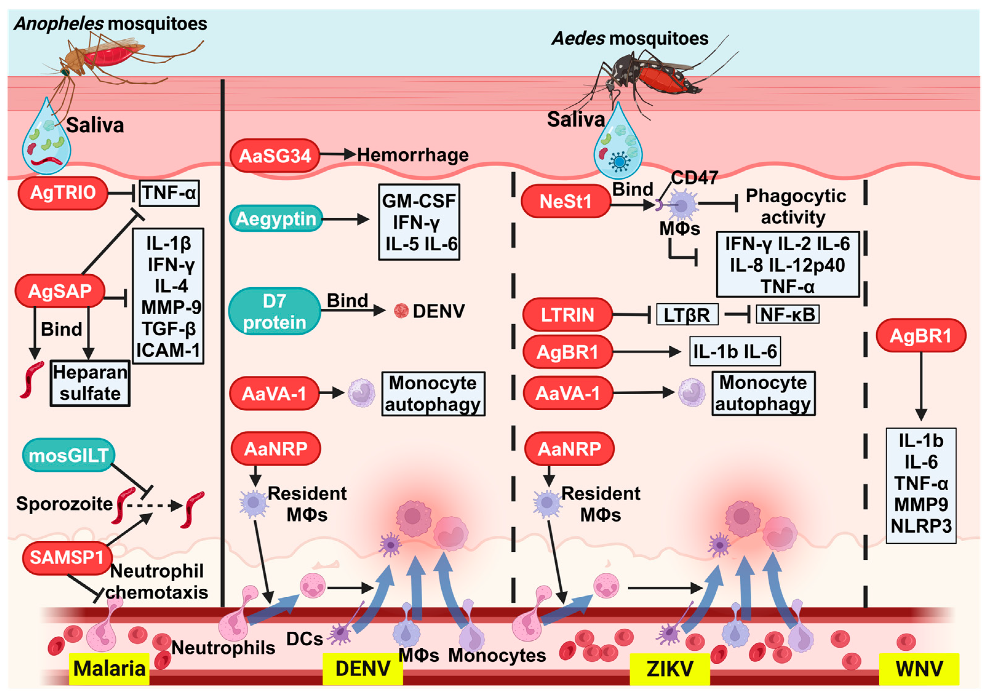 Biomolecules 15 00082 g002 Biomolecules 15 00082 g002