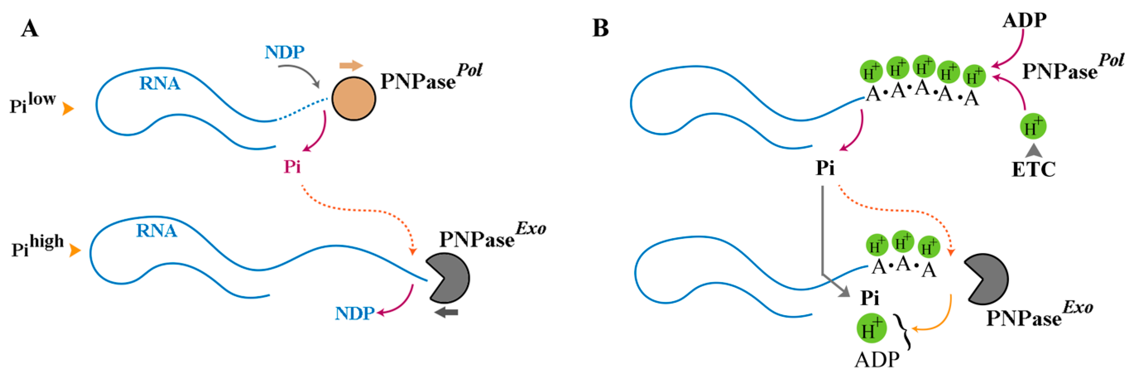 Biomolecules 15 00087 g002