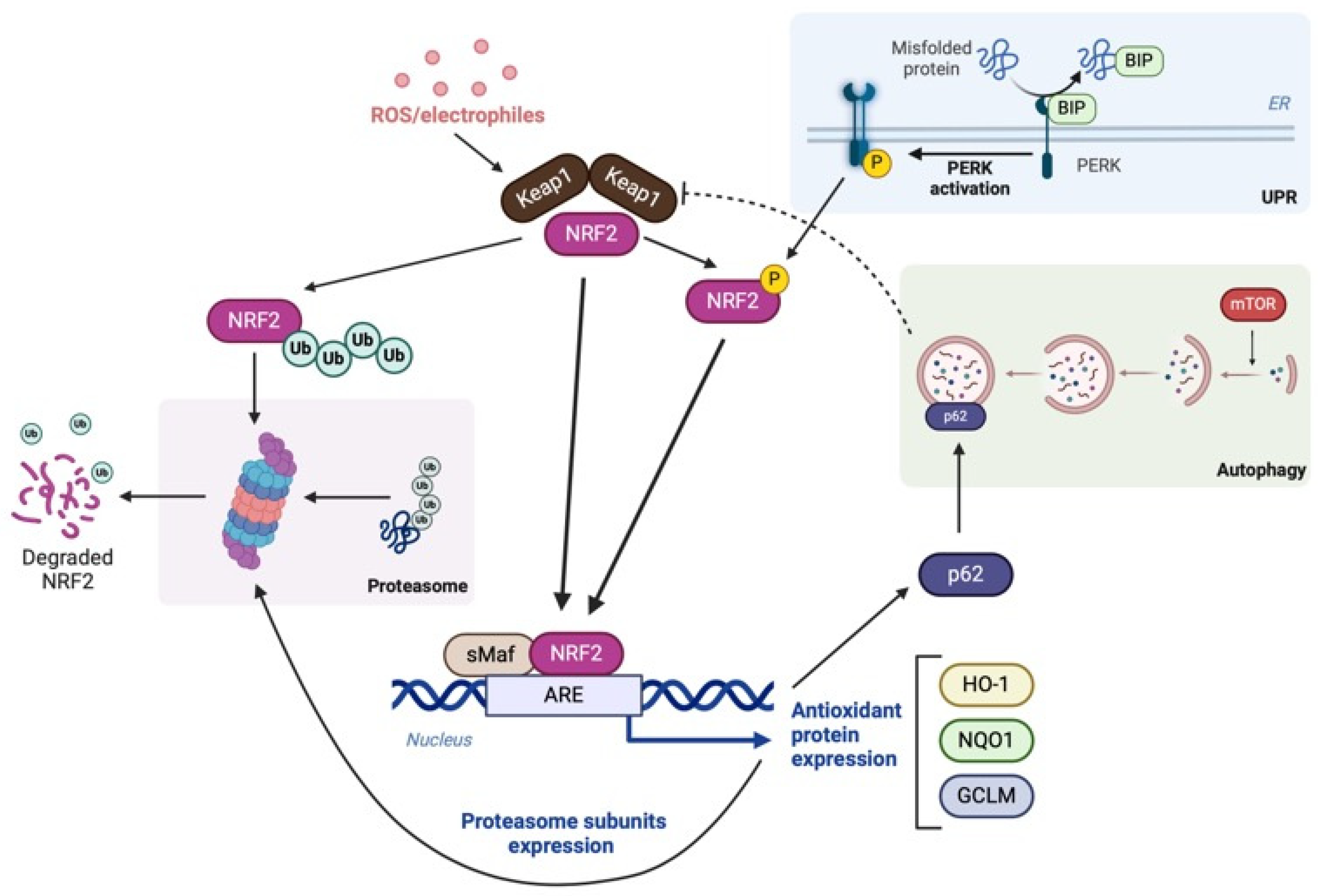 Biomolecules 15 00113 g001