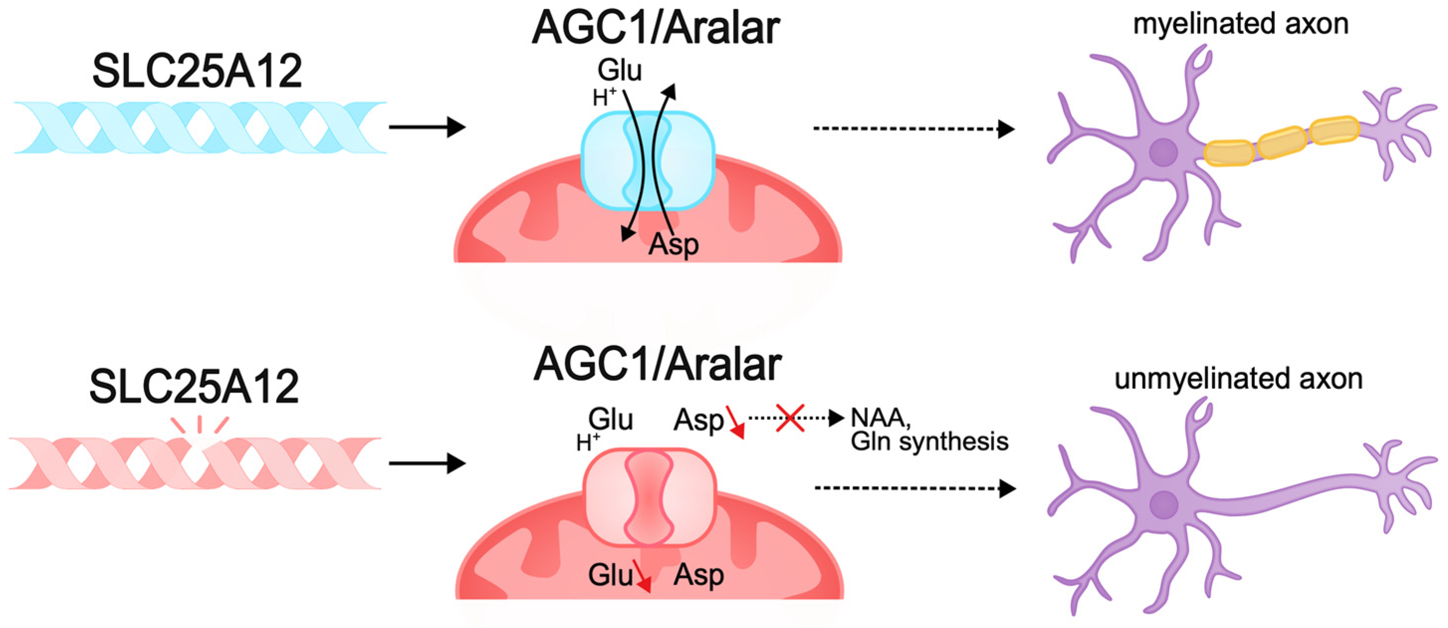 Biomolecules 15 00133 g005