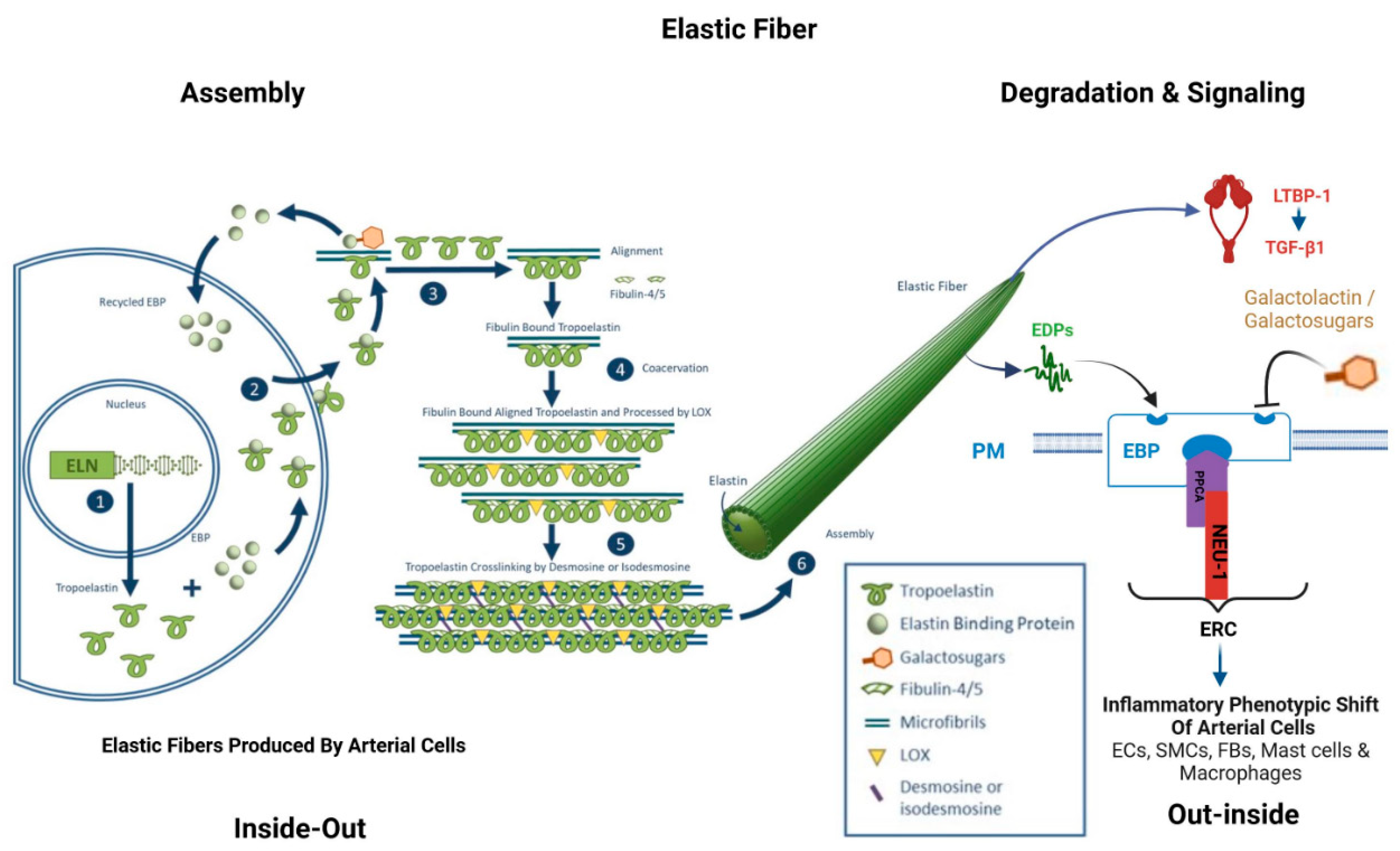 Biomolecules 15 00153 g001