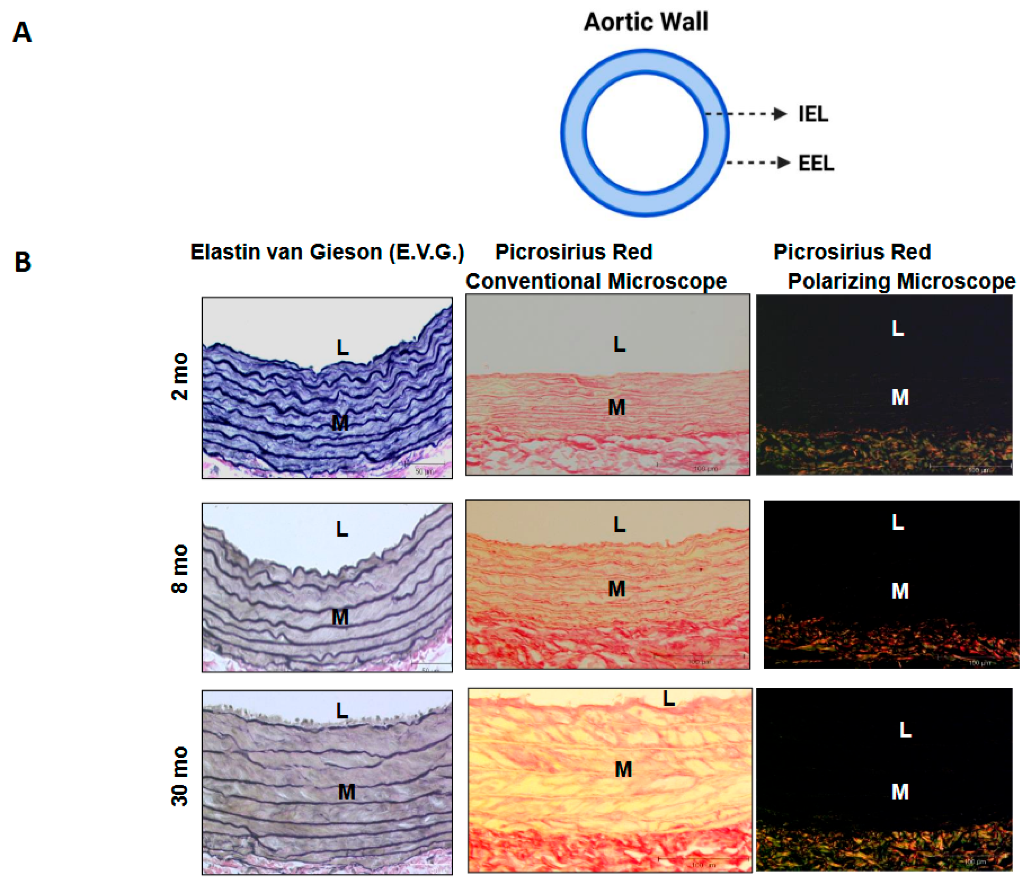 Biomolecules 15 00153 g003