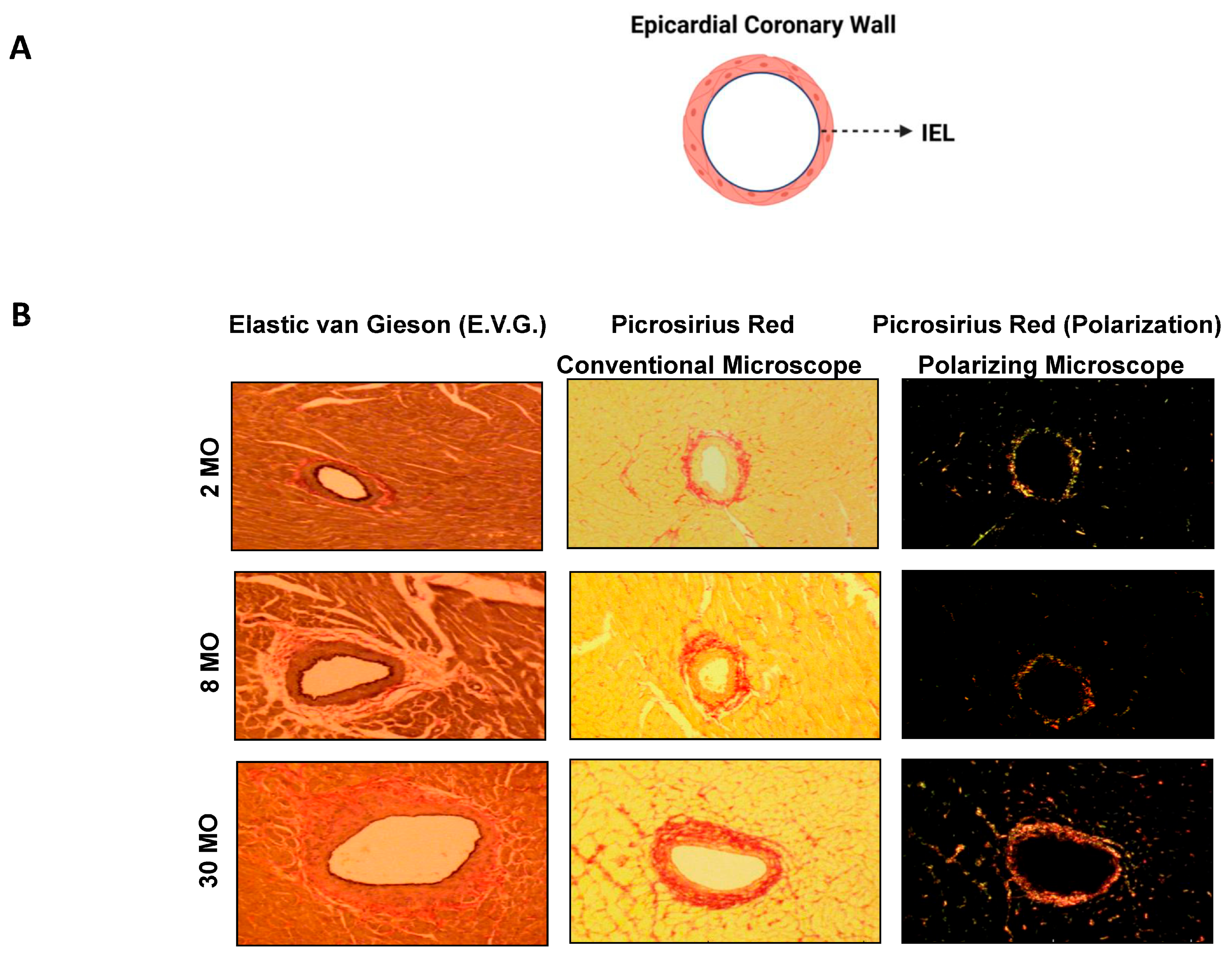 Biomolecules 15 00153 g004