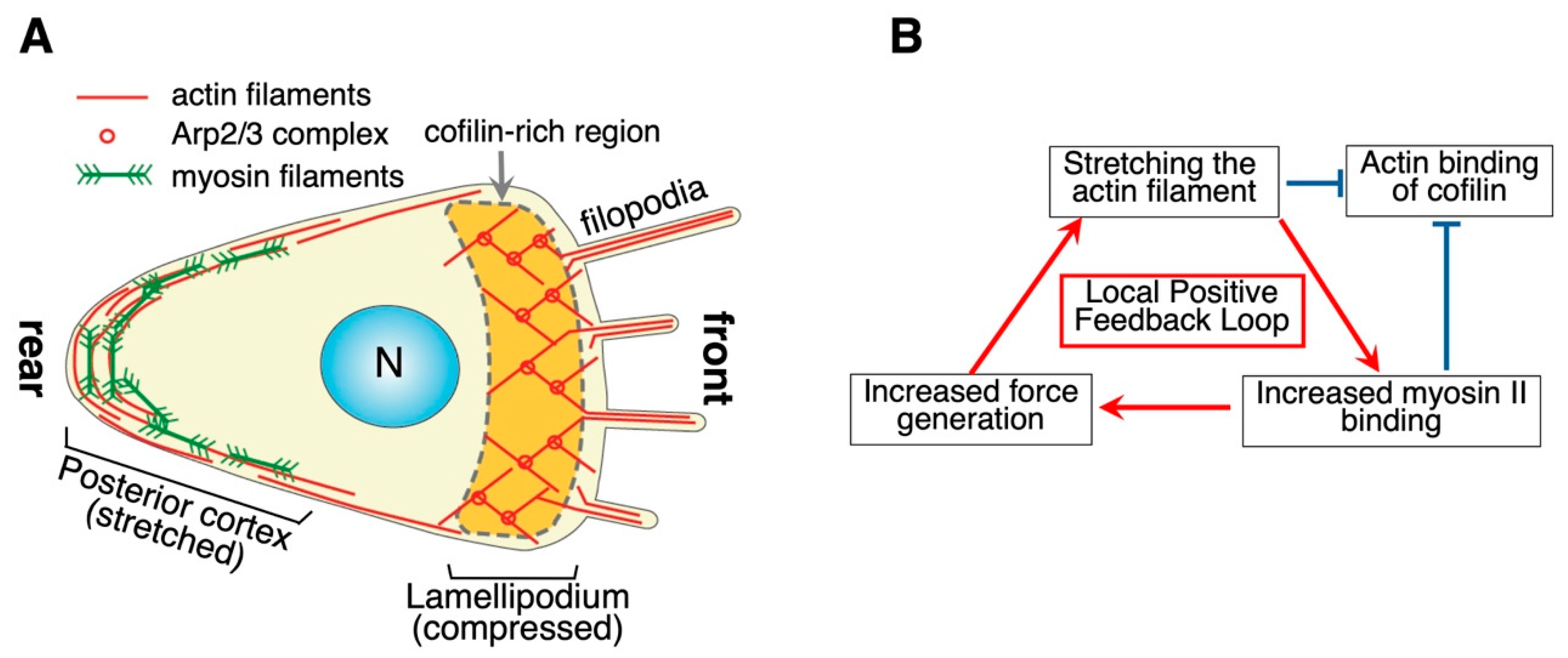 Biomolecules 15 00279 g003