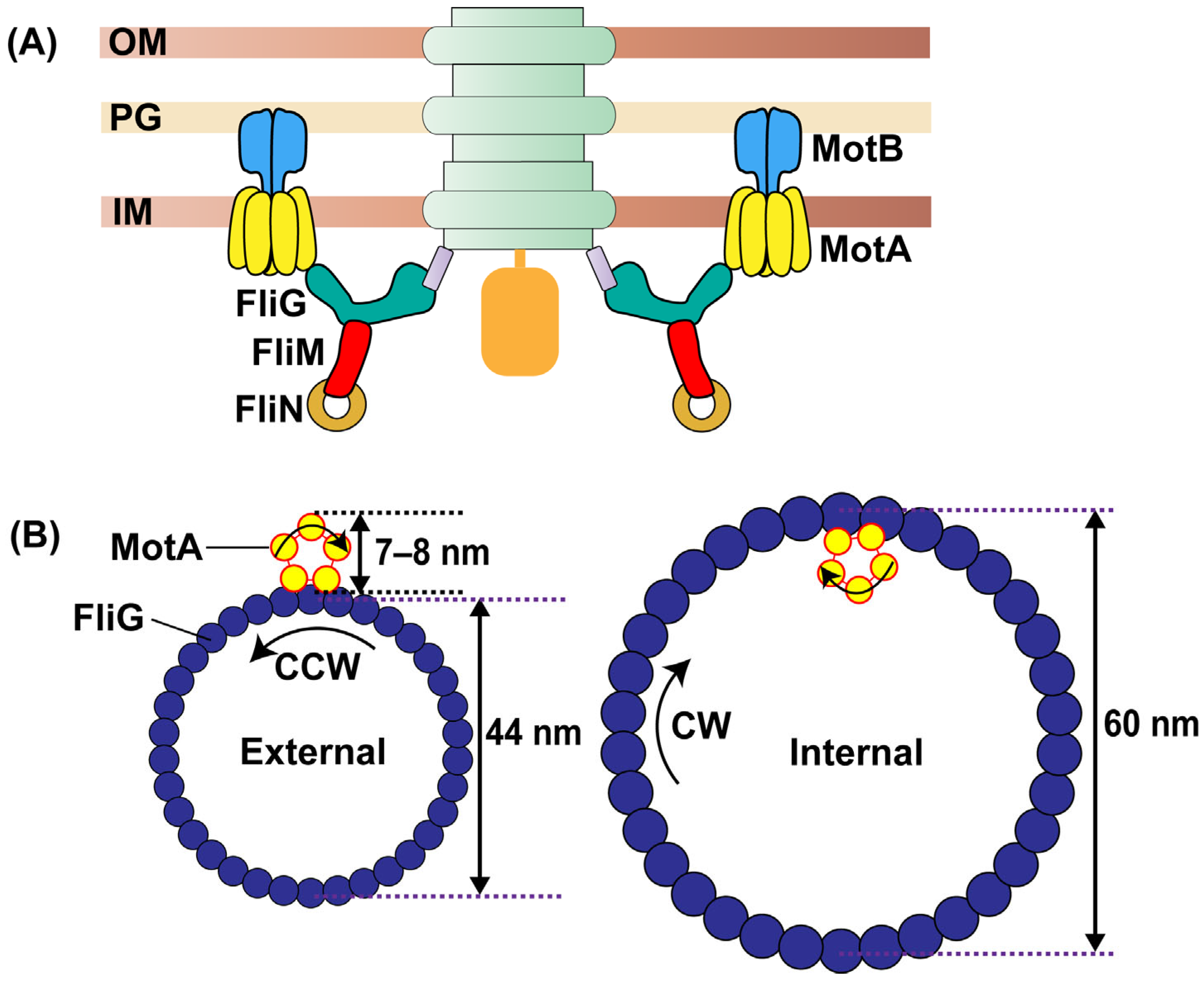 Biomolecules 15 00355 g001 Biomolecules 15 00355 g001