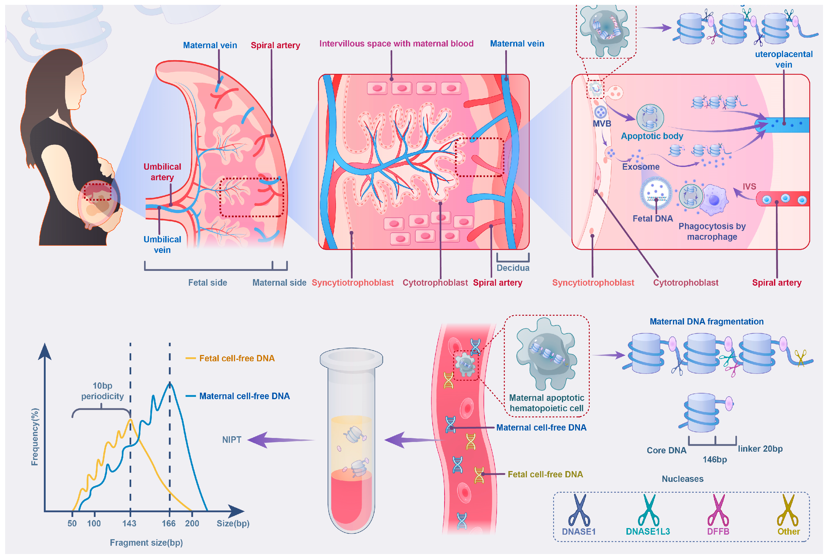 Biomolecules 15 00360 g001