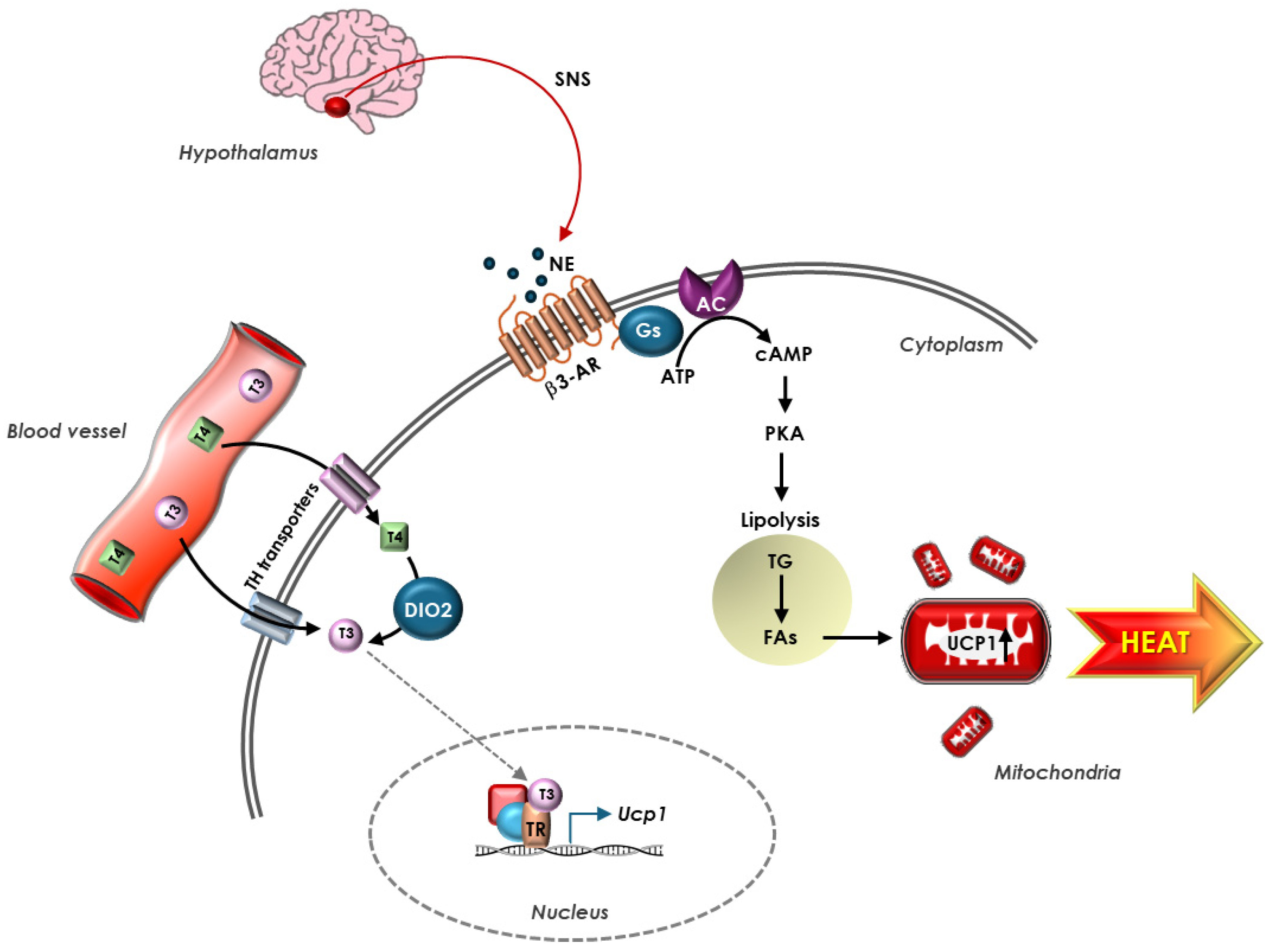 Biomolecules 15 00361 g002