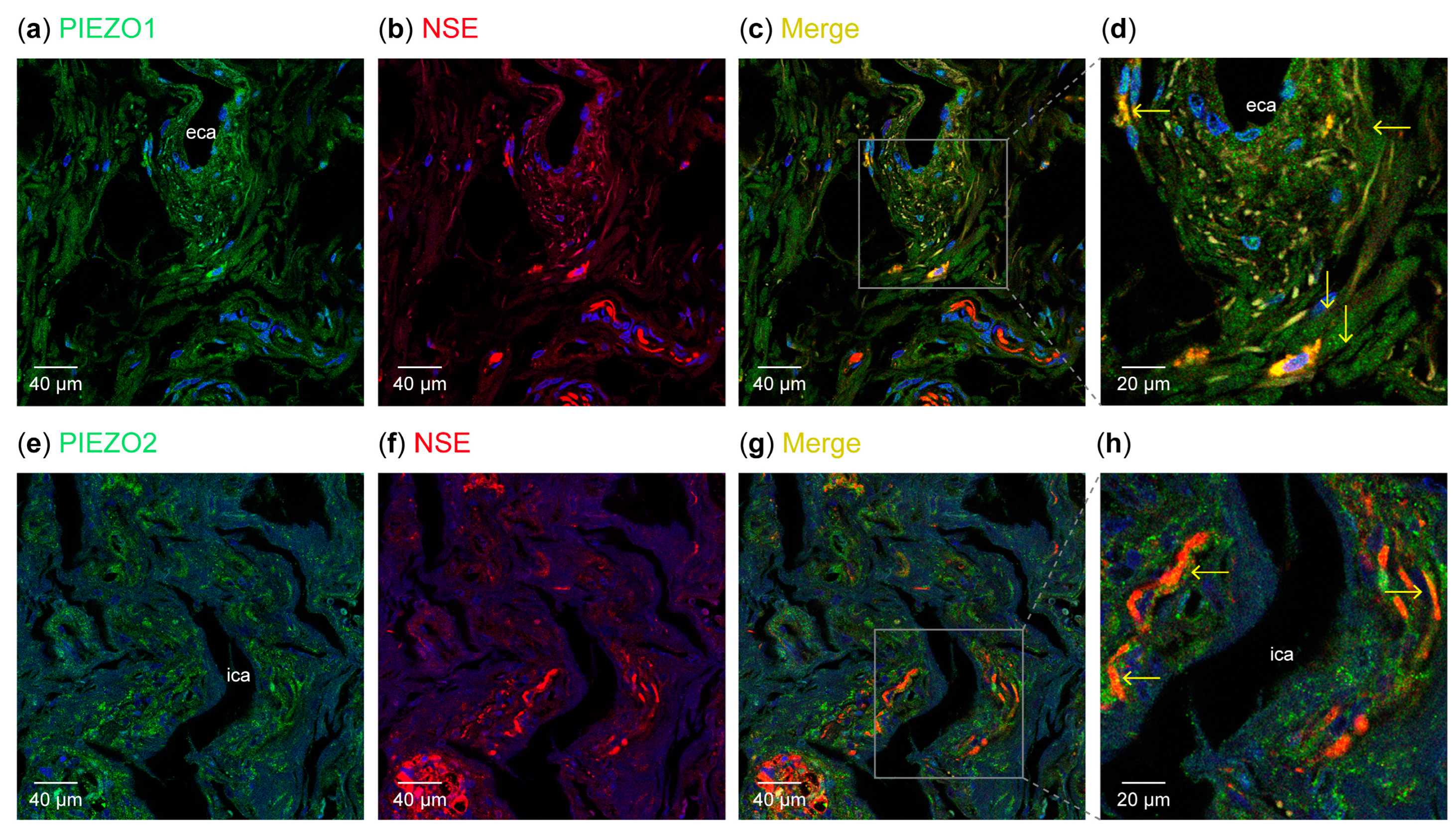 Biomolecules 15 00386 g002