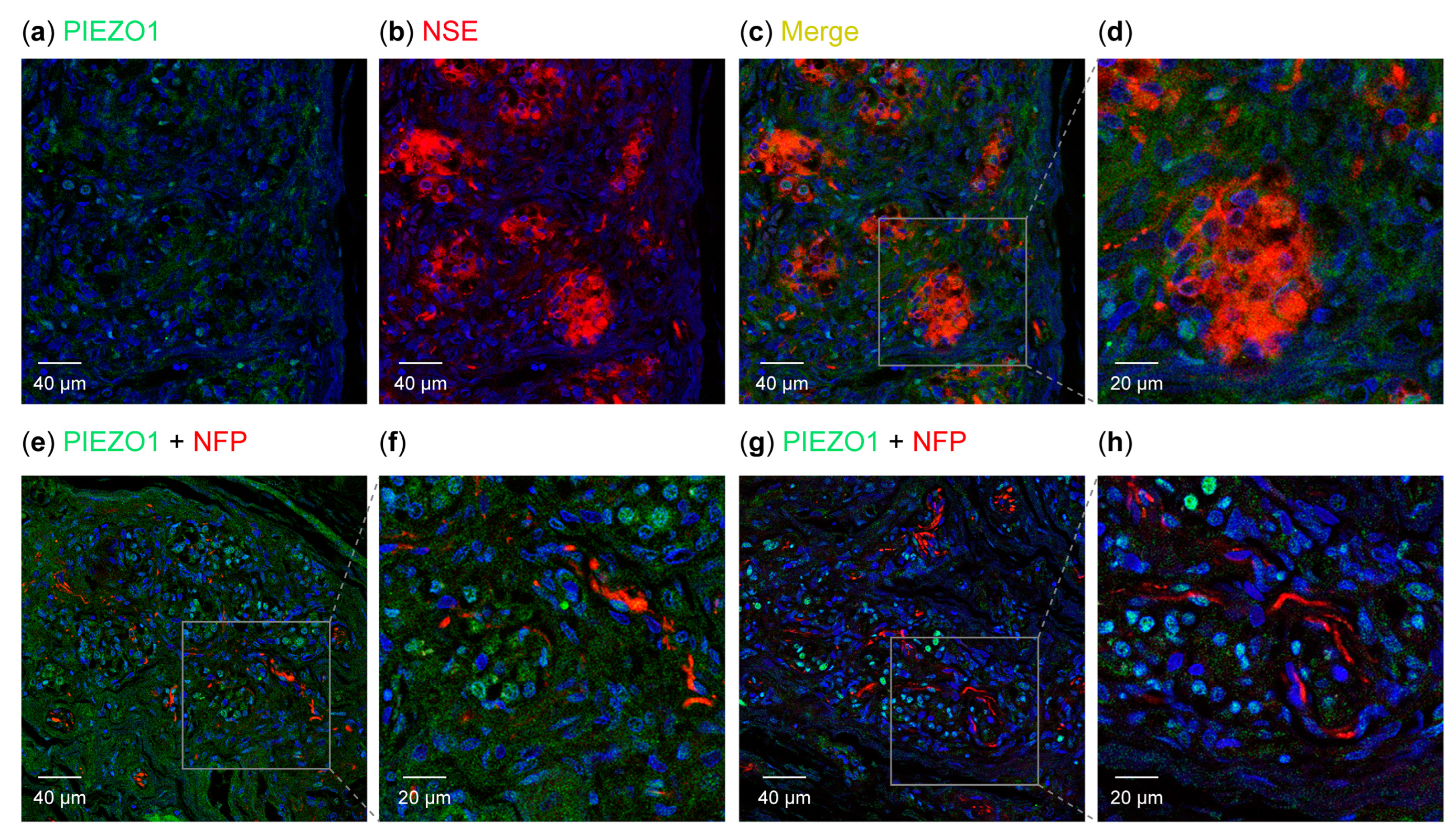 Biomolecules 15 00386 g005
