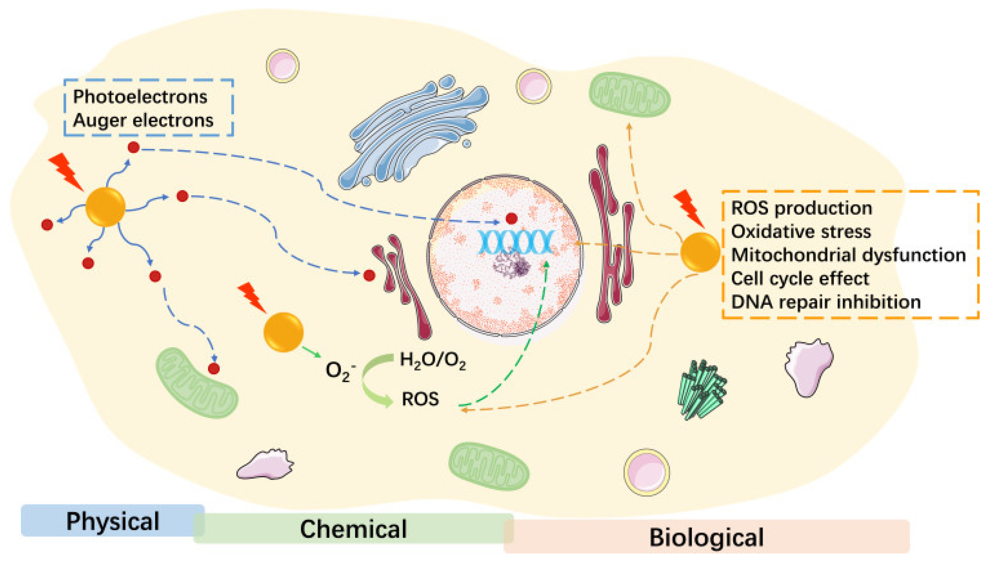 Biomolecules 15 00444 g007