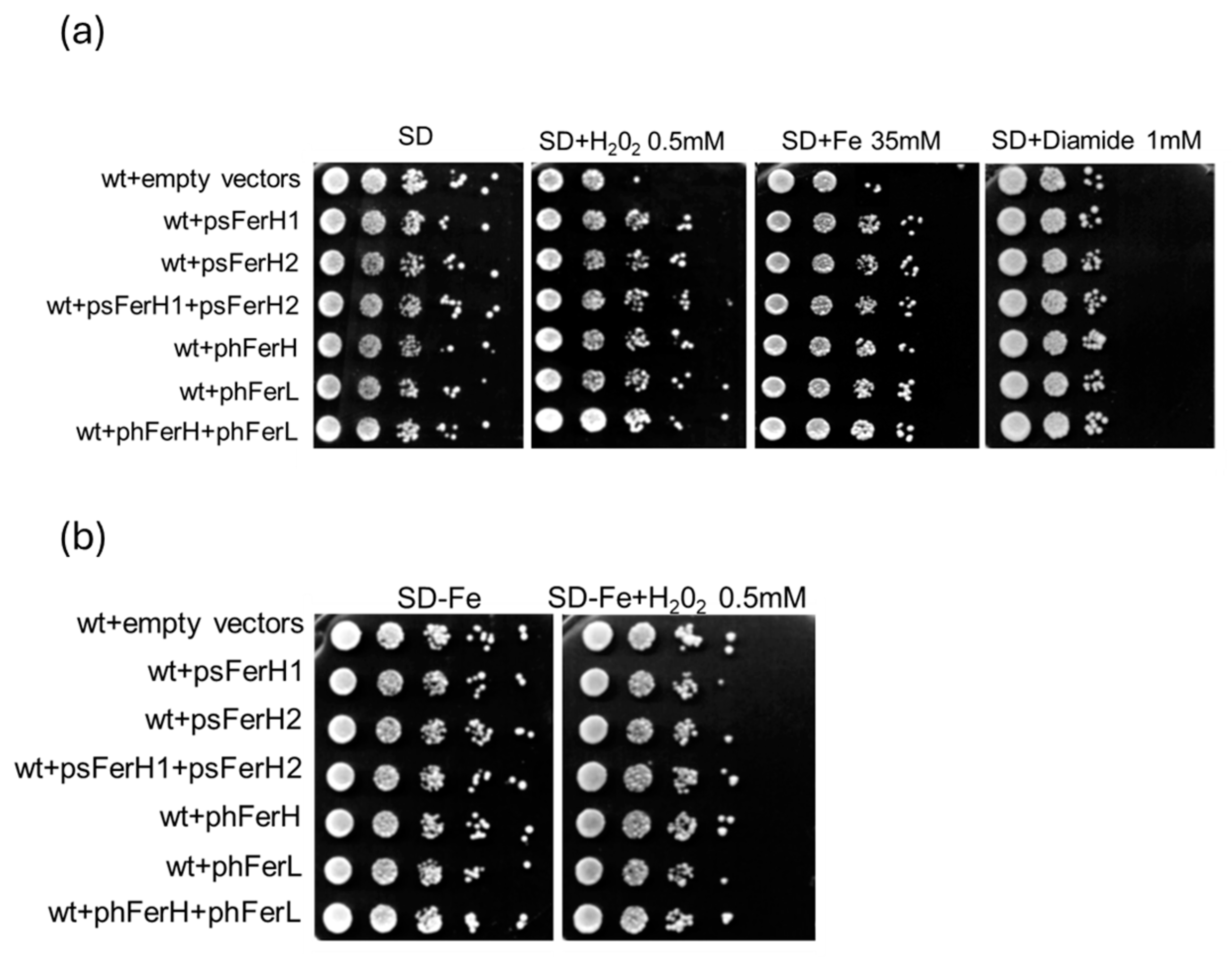 Biomolecules 15 00447 g004
