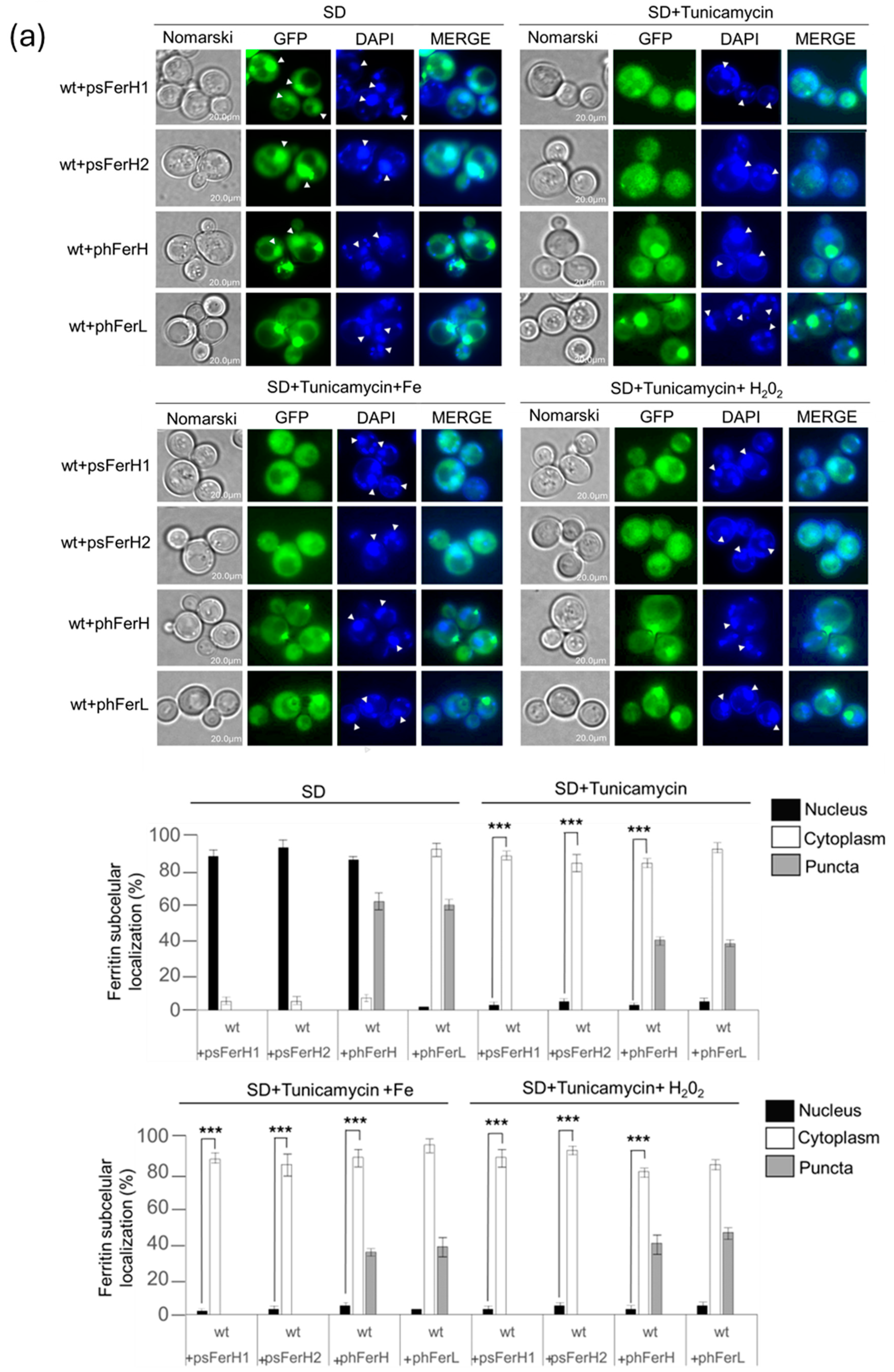 Biomolecules 15 00447 g007a