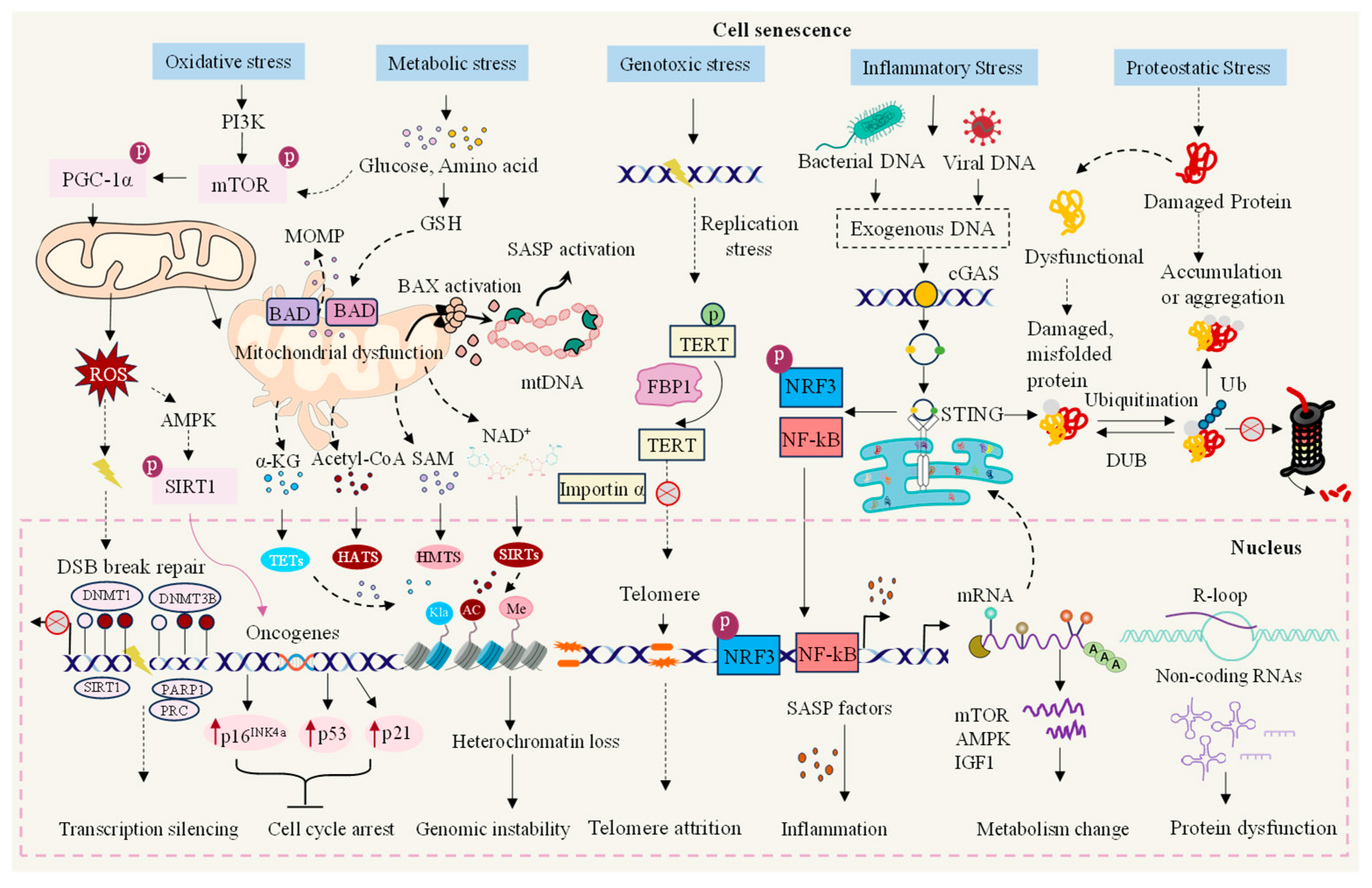 Biomolecules 15 00448 g001