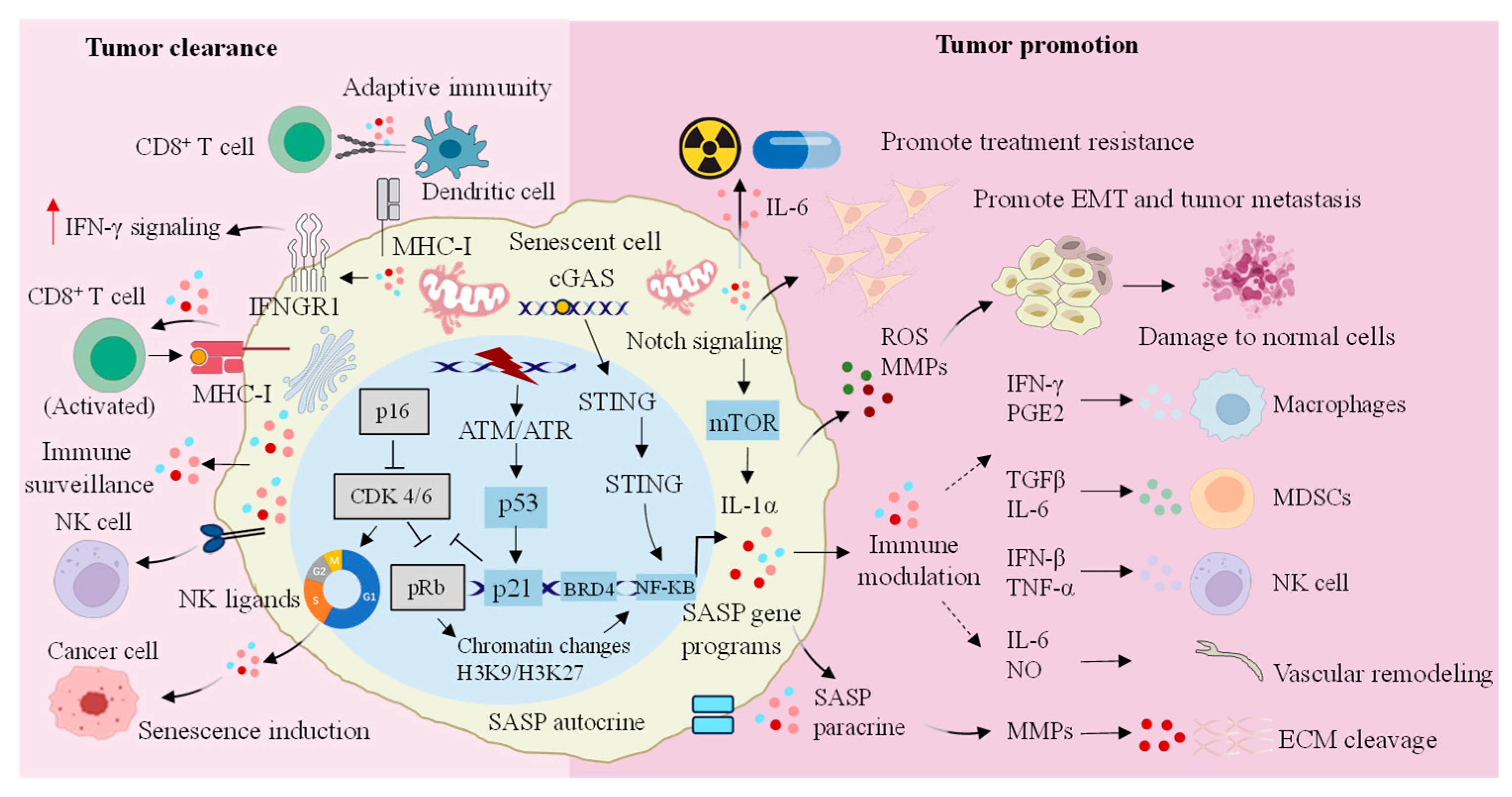 Biomolecules 15 00448 g002