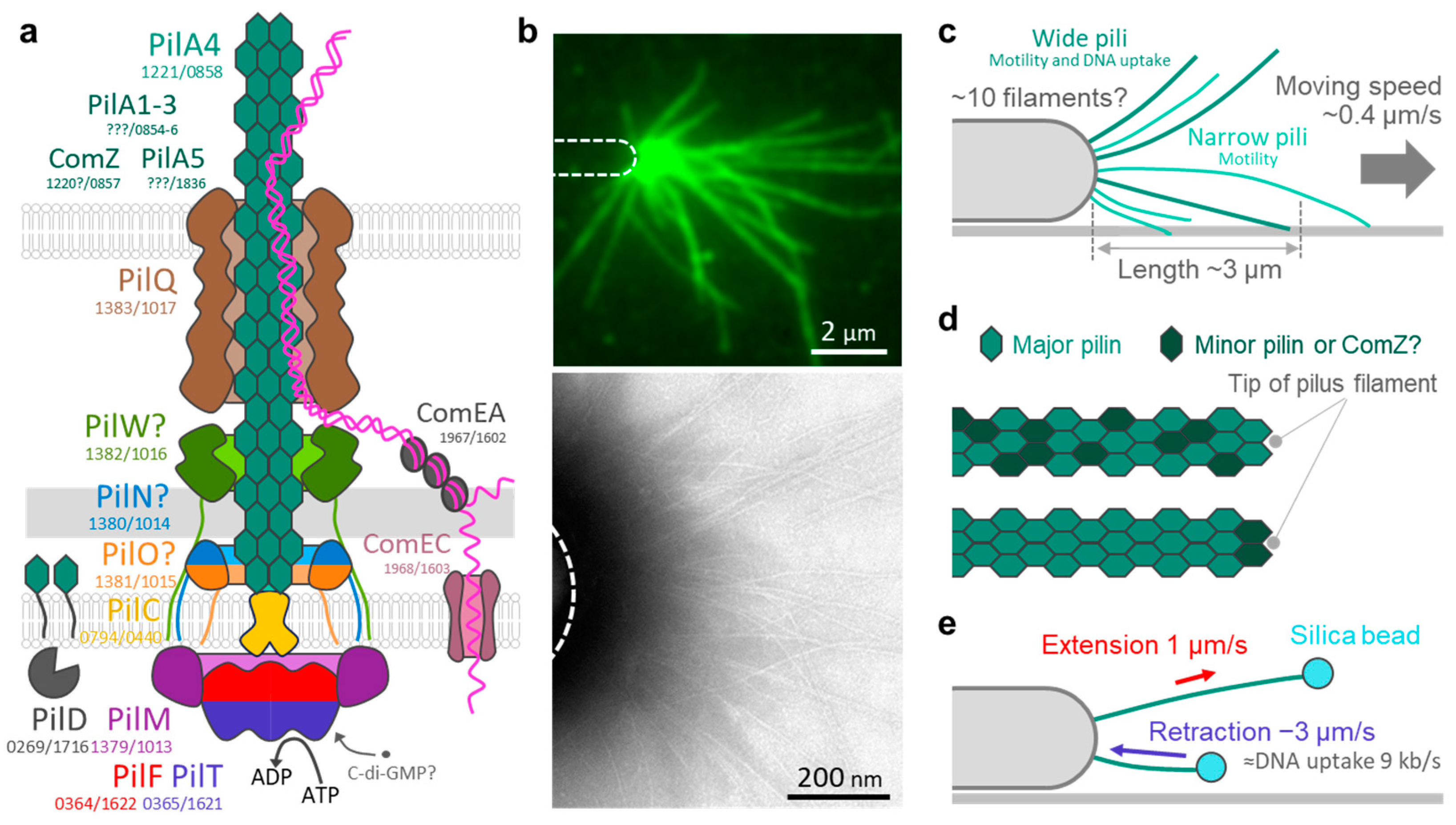 Biomolecules 15 00459 g001