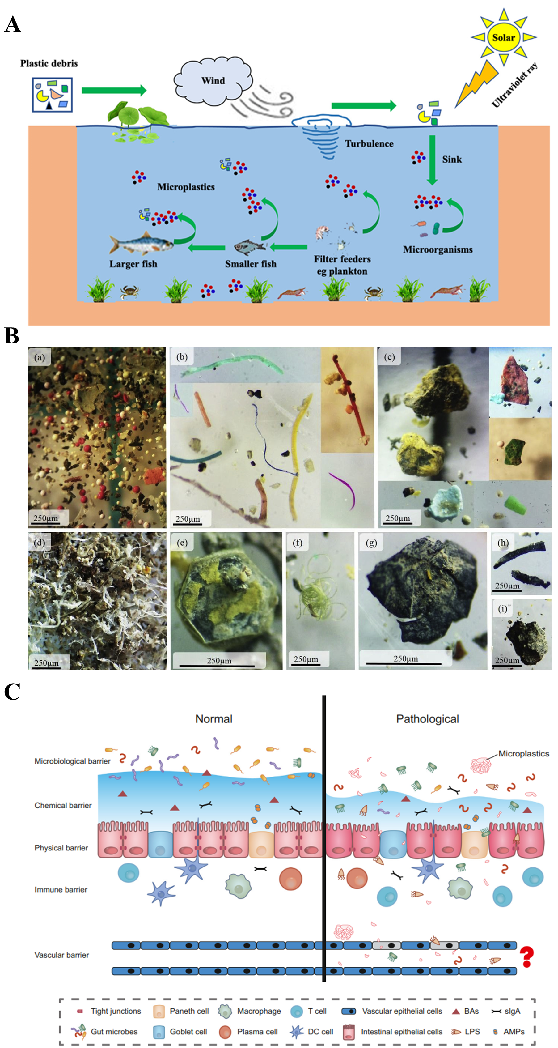 Biomolecules 15 00462 g001