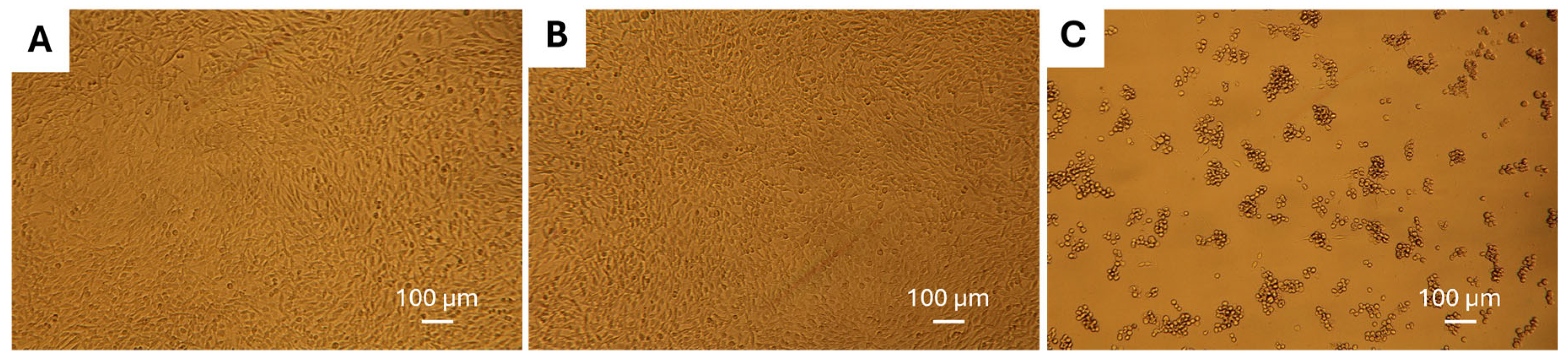 Biomolecules 15 00475 g009