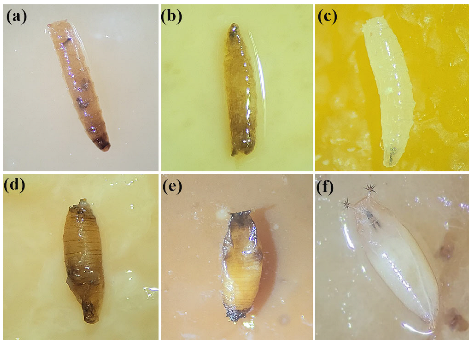 Biomolecules 15 00490 g005