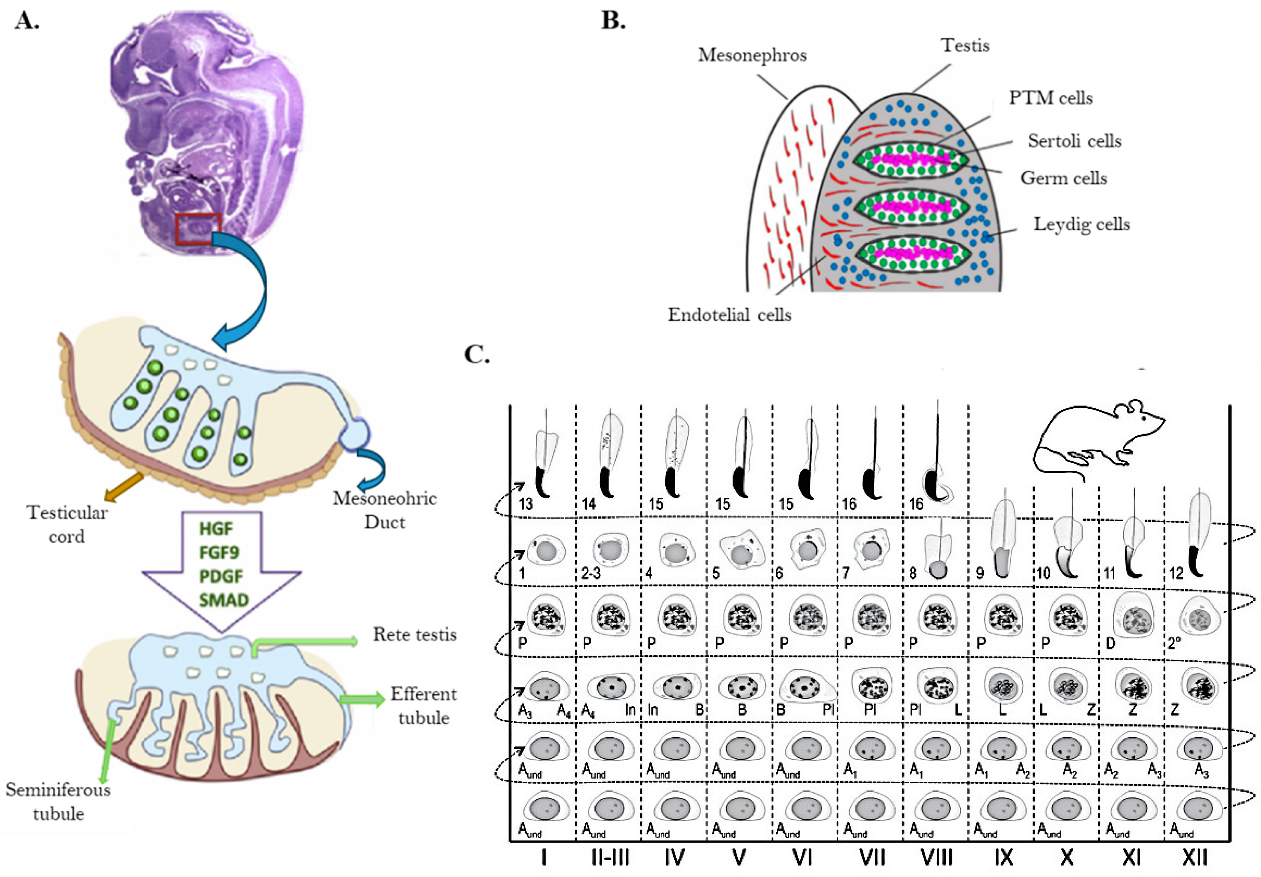 Biomolecules 15 00500 g005