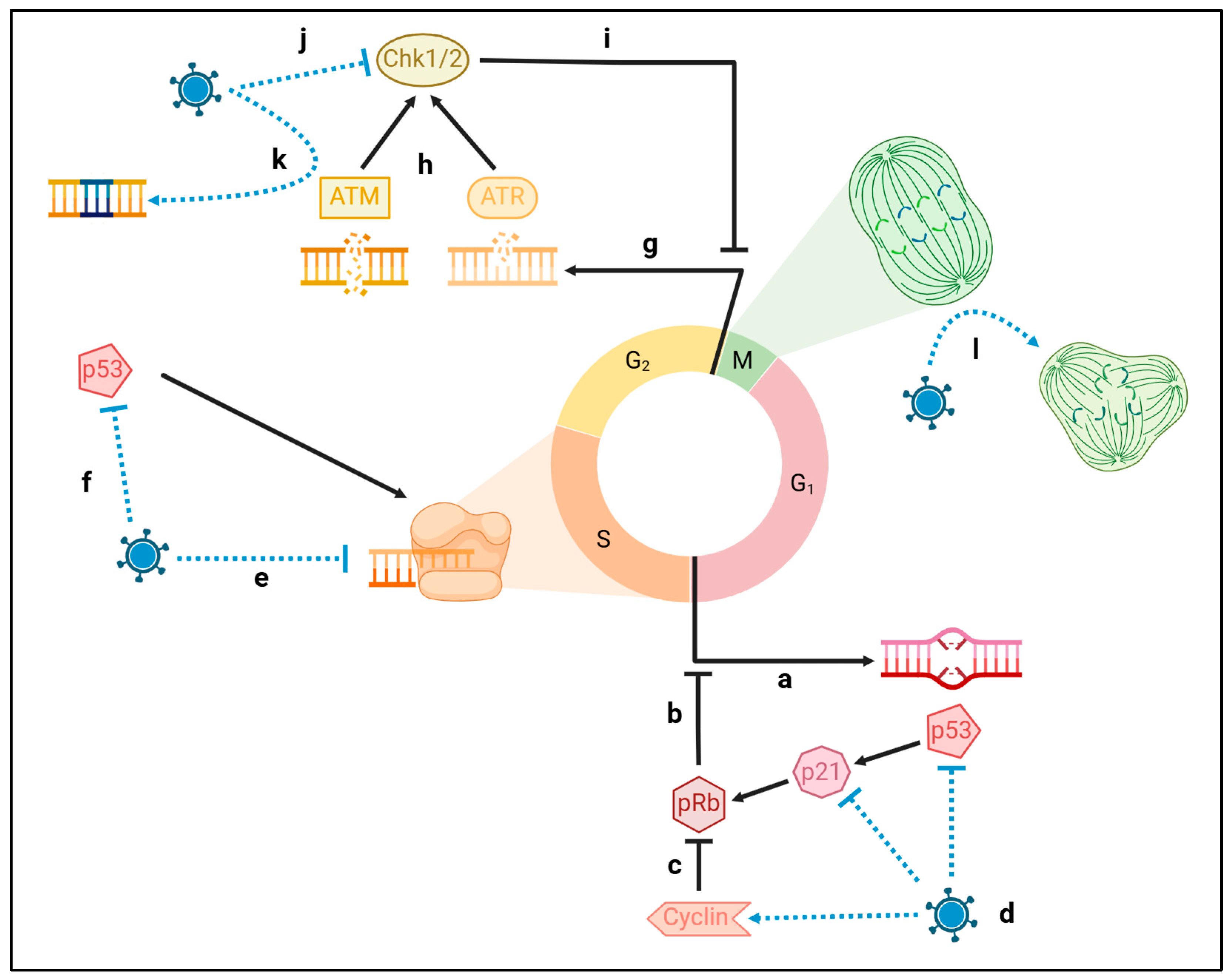 Biomolecules 15 00514 g003