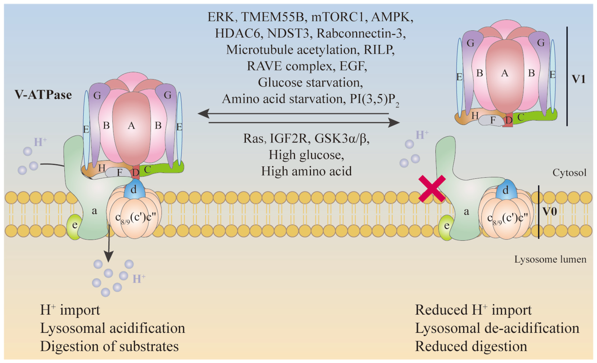 Biomolecules 15 00525 g003
