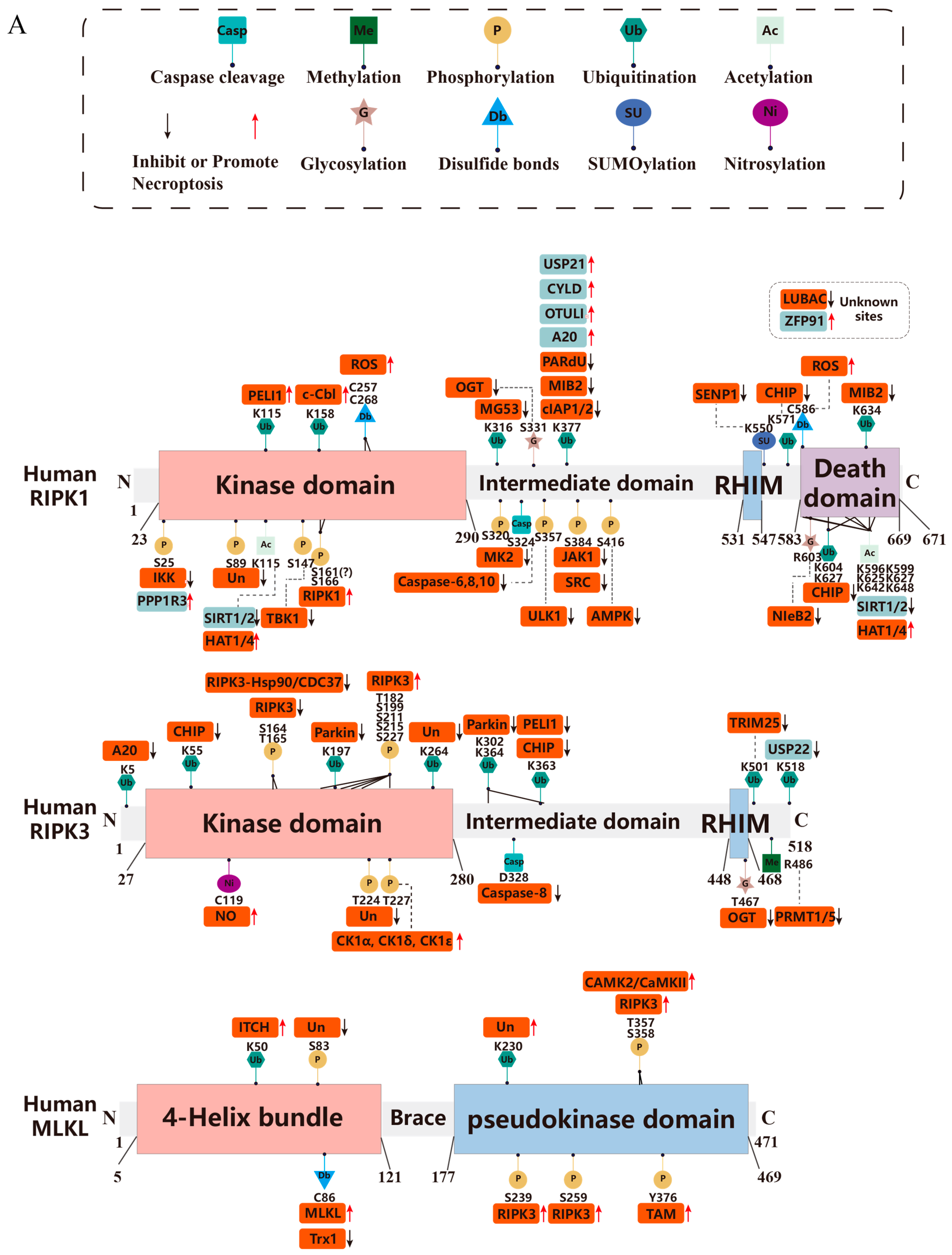 Biomolecules 15 00549 g002a