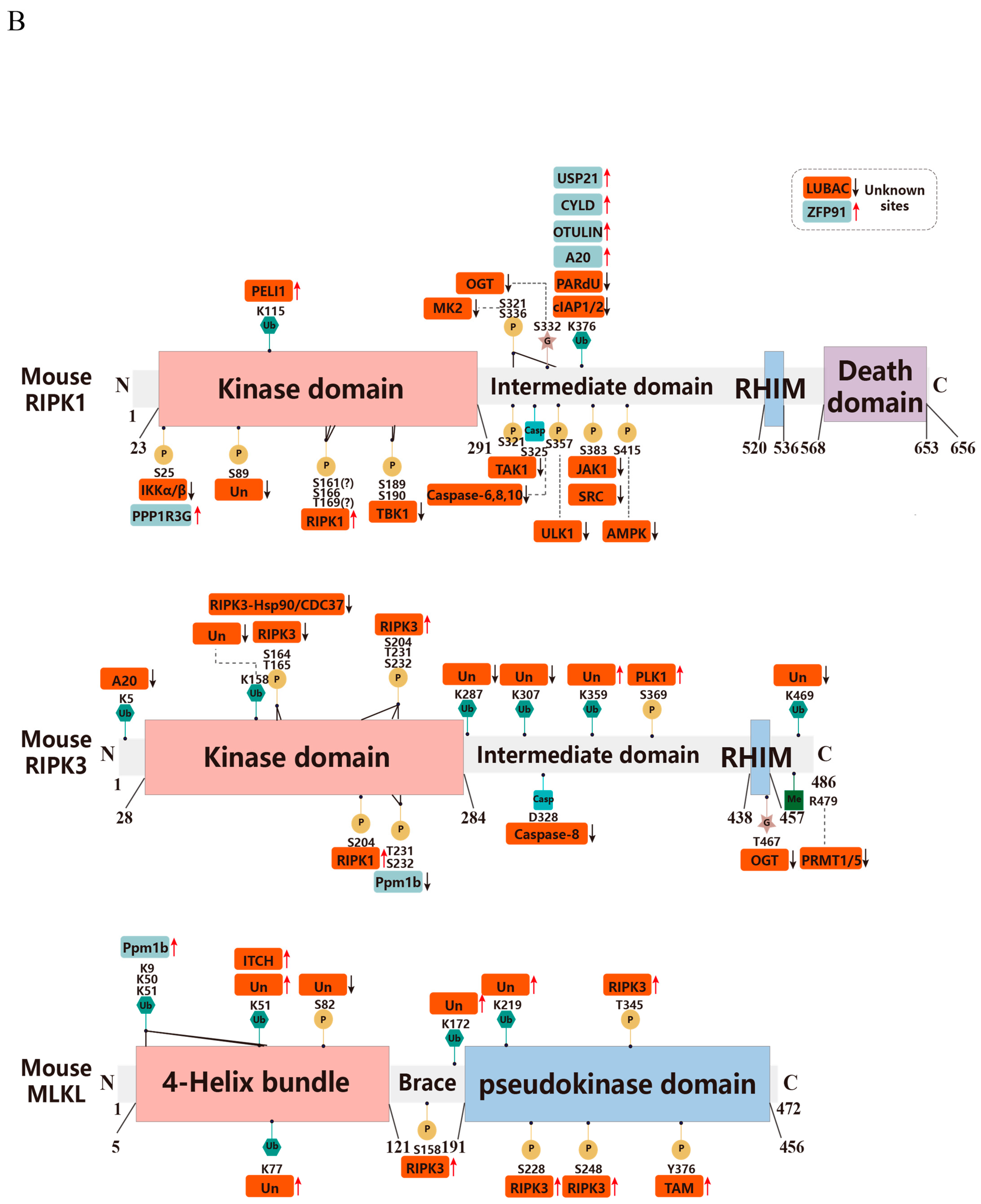 Biomolecules 15 00549 g002b