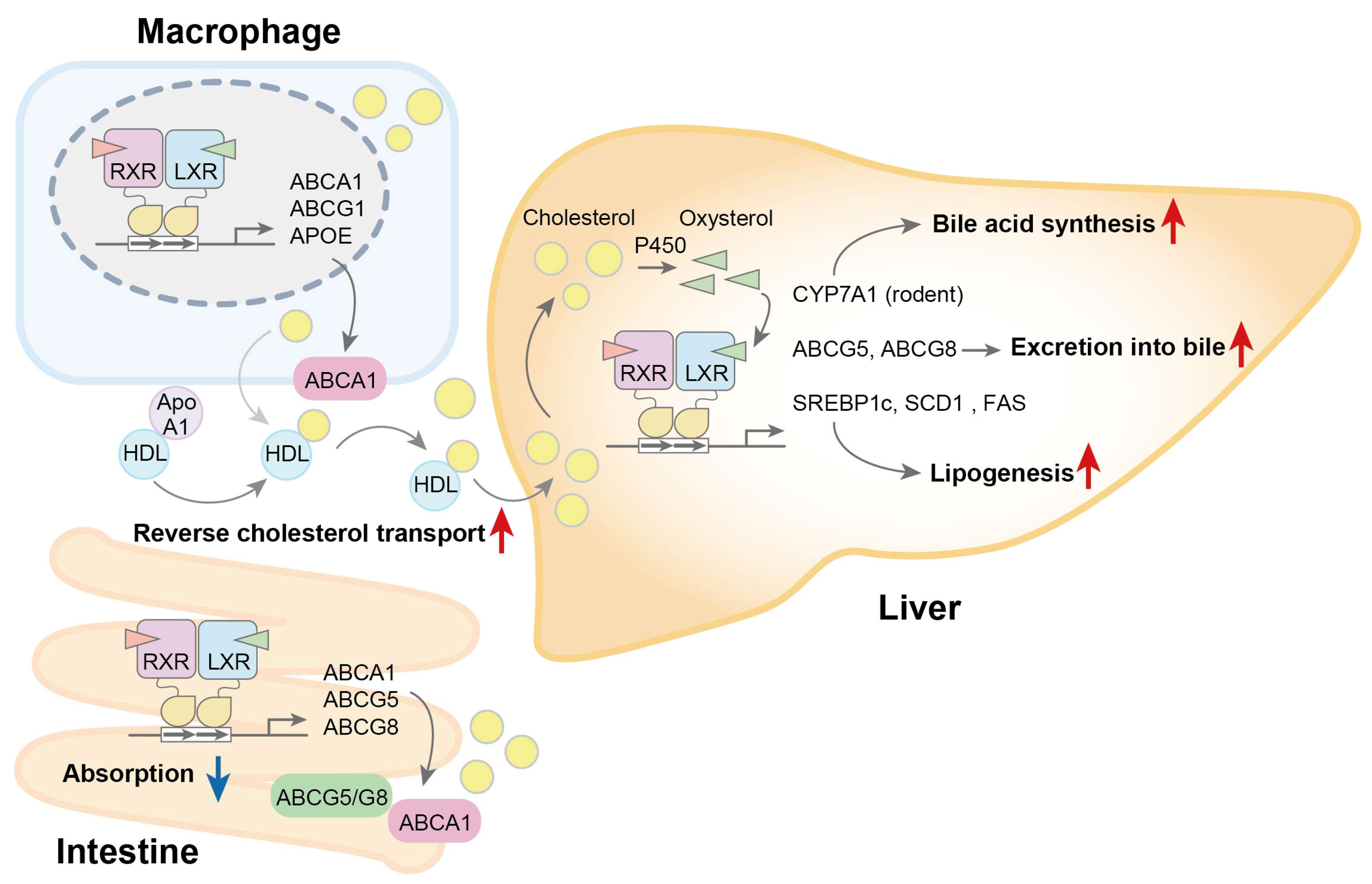 Biomolecules 15 00579 g001 Biomolecules 15 00579 g001