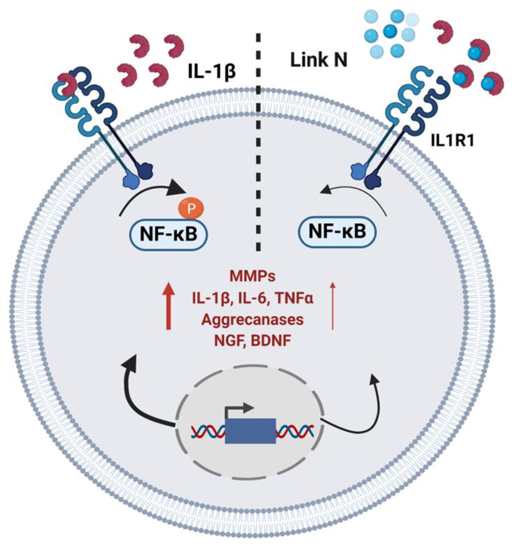 Biomolecules 15 00603 g008
