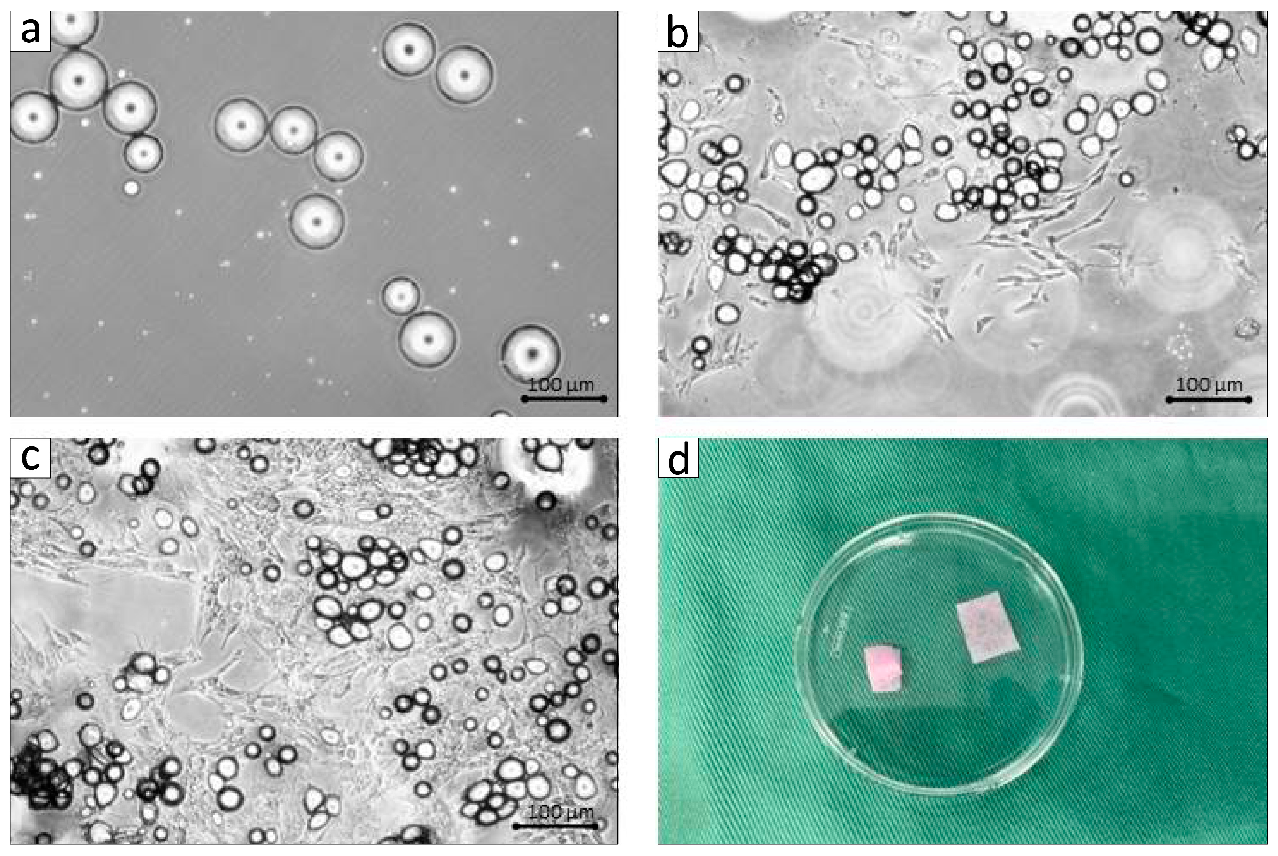 Biomolecules 15 00604 g002