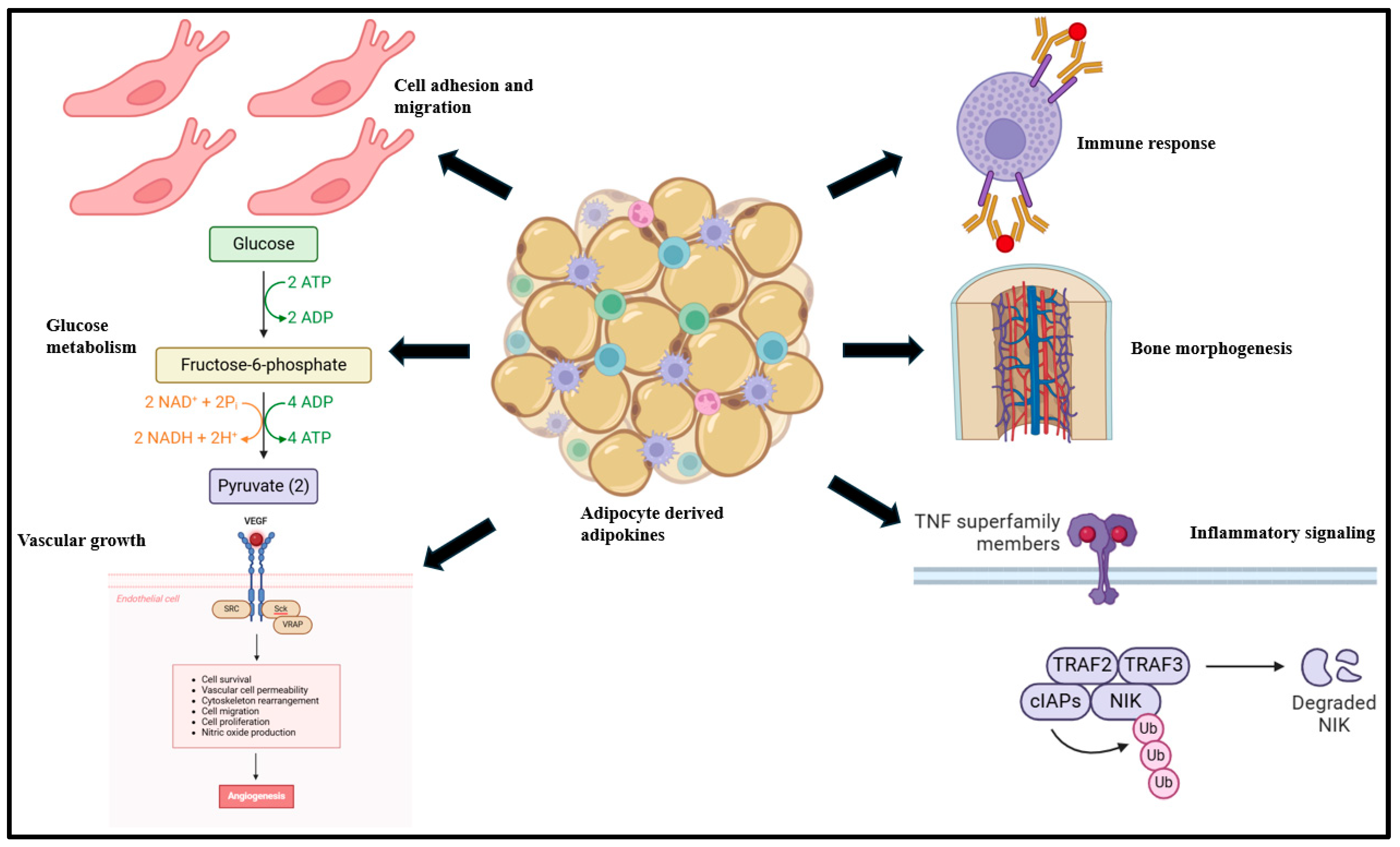 Biomolecules 15 00612 g001