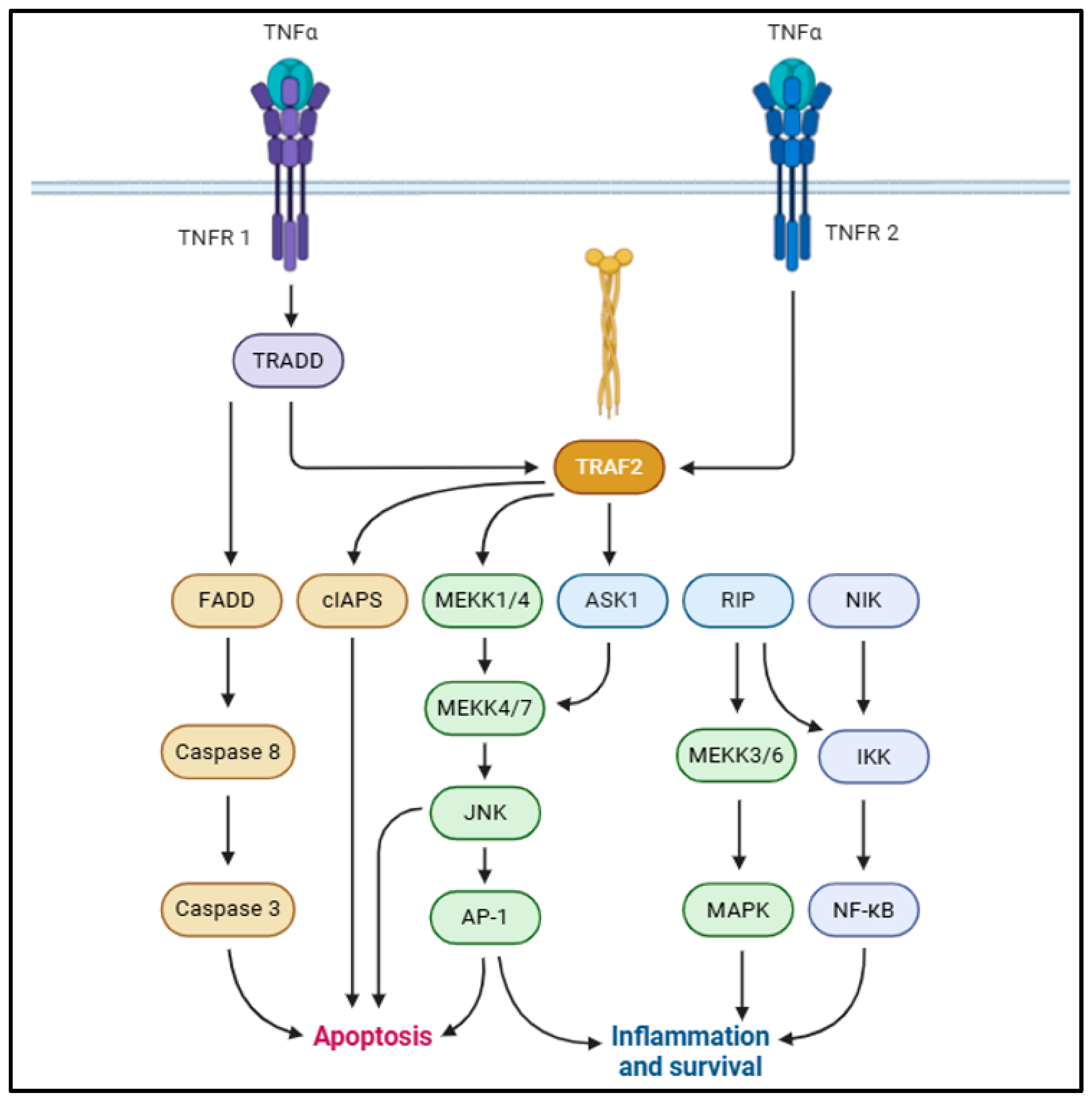 Biomolecules 15 00612 g002