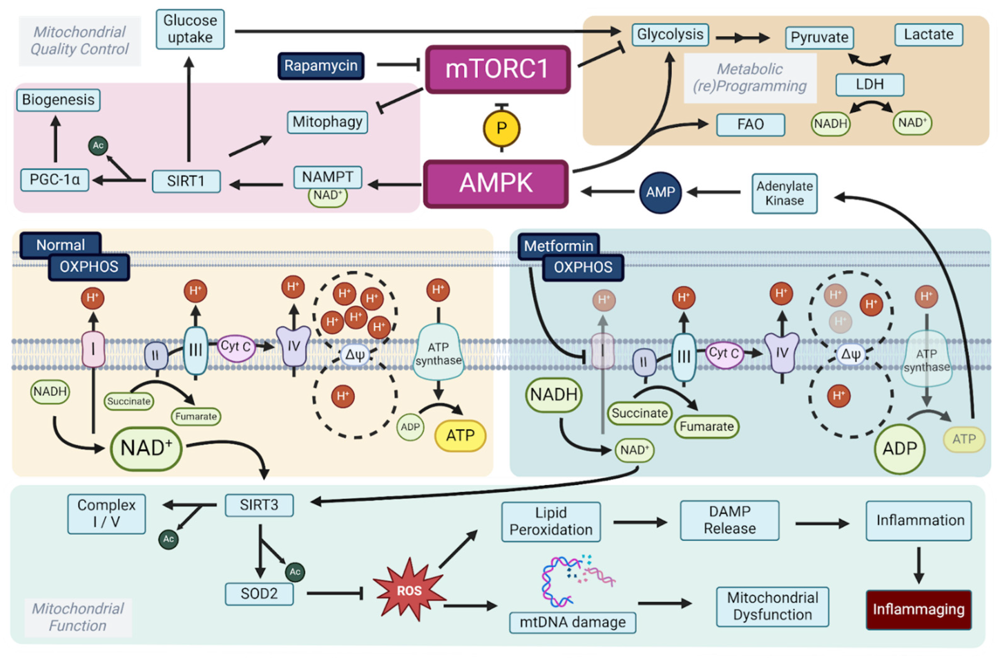 Biomolecules 15 00614 g002