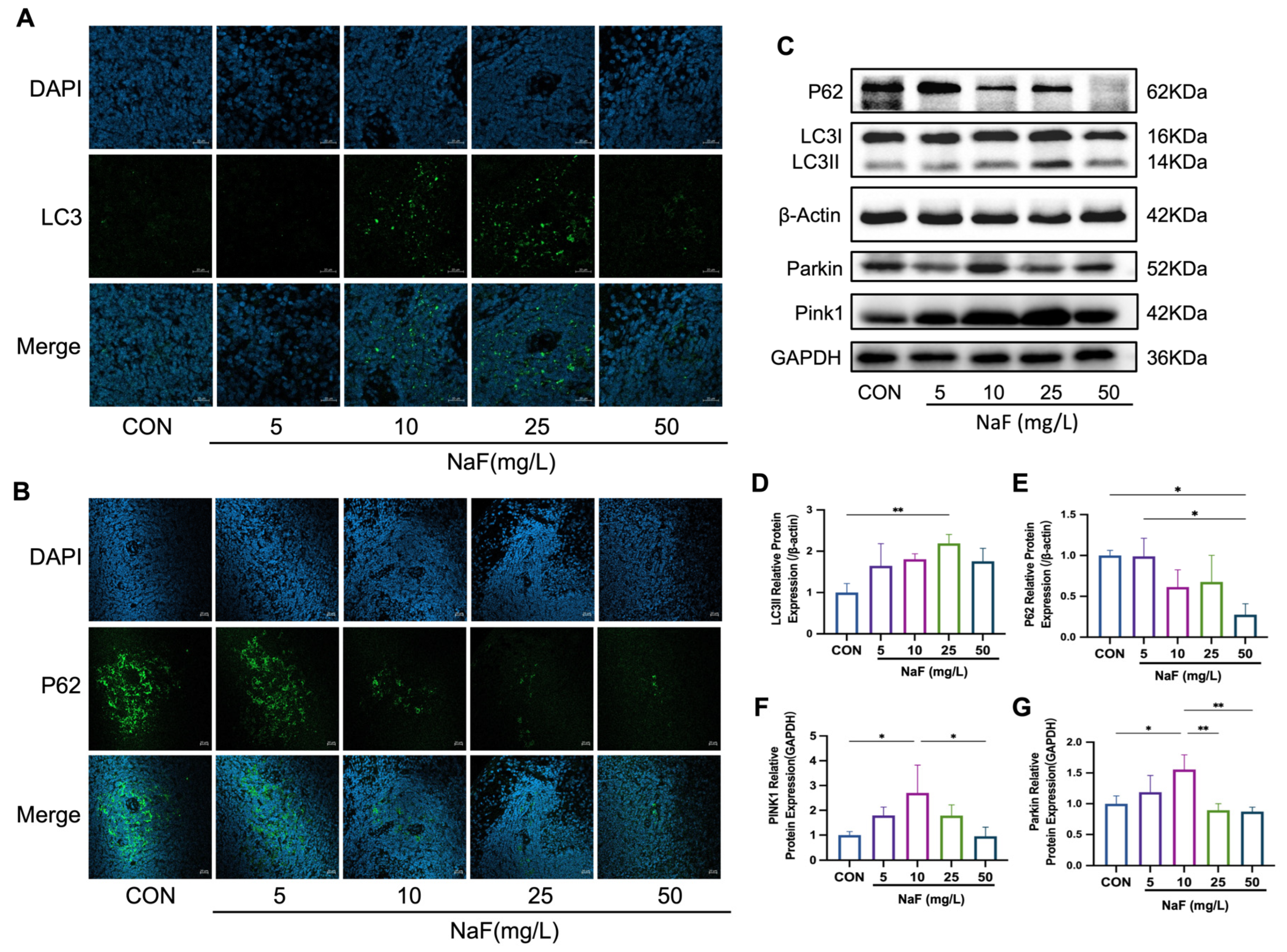 Biomolecules 15 00647 g004