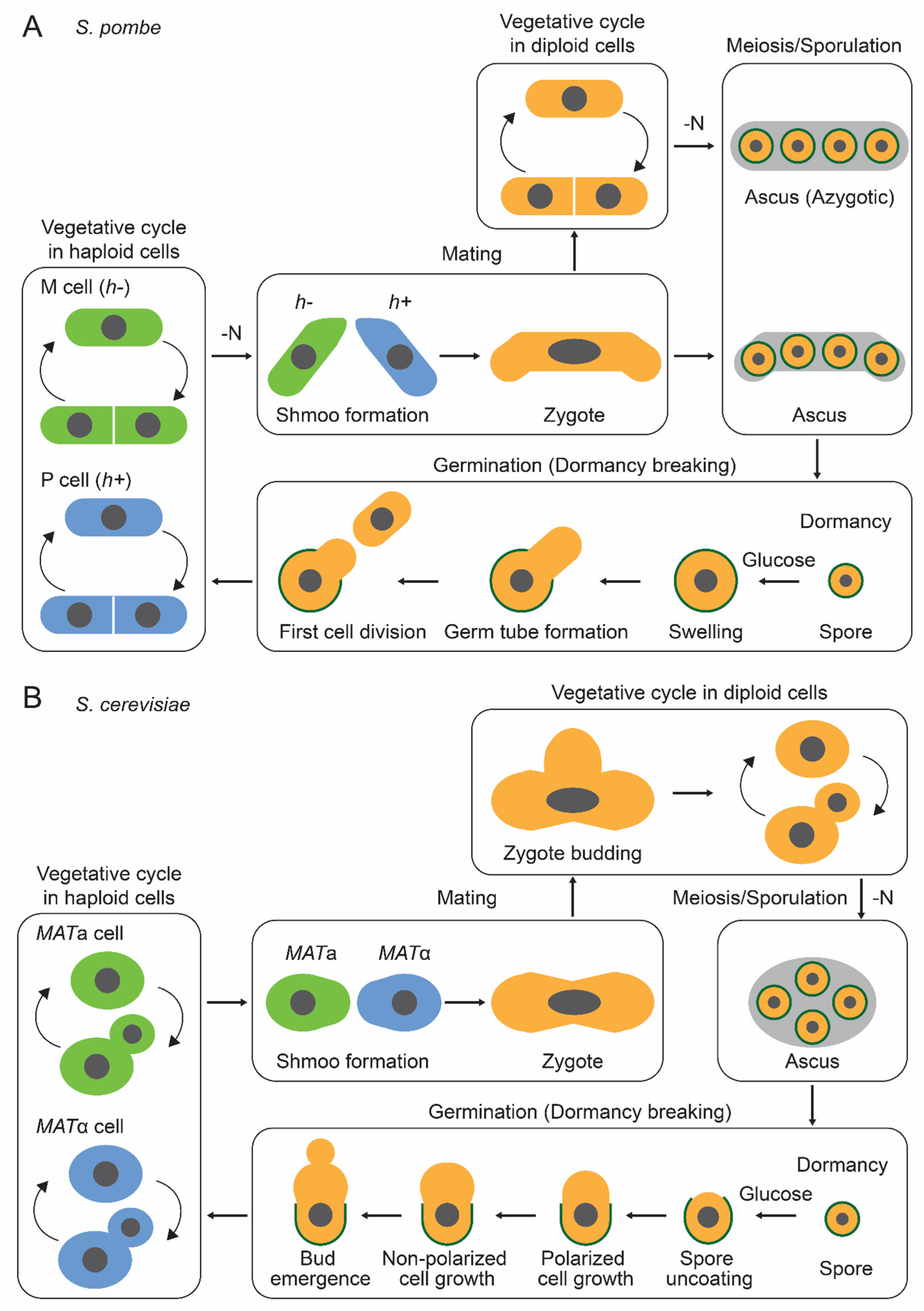 Biomolecules 15 00701 g001
