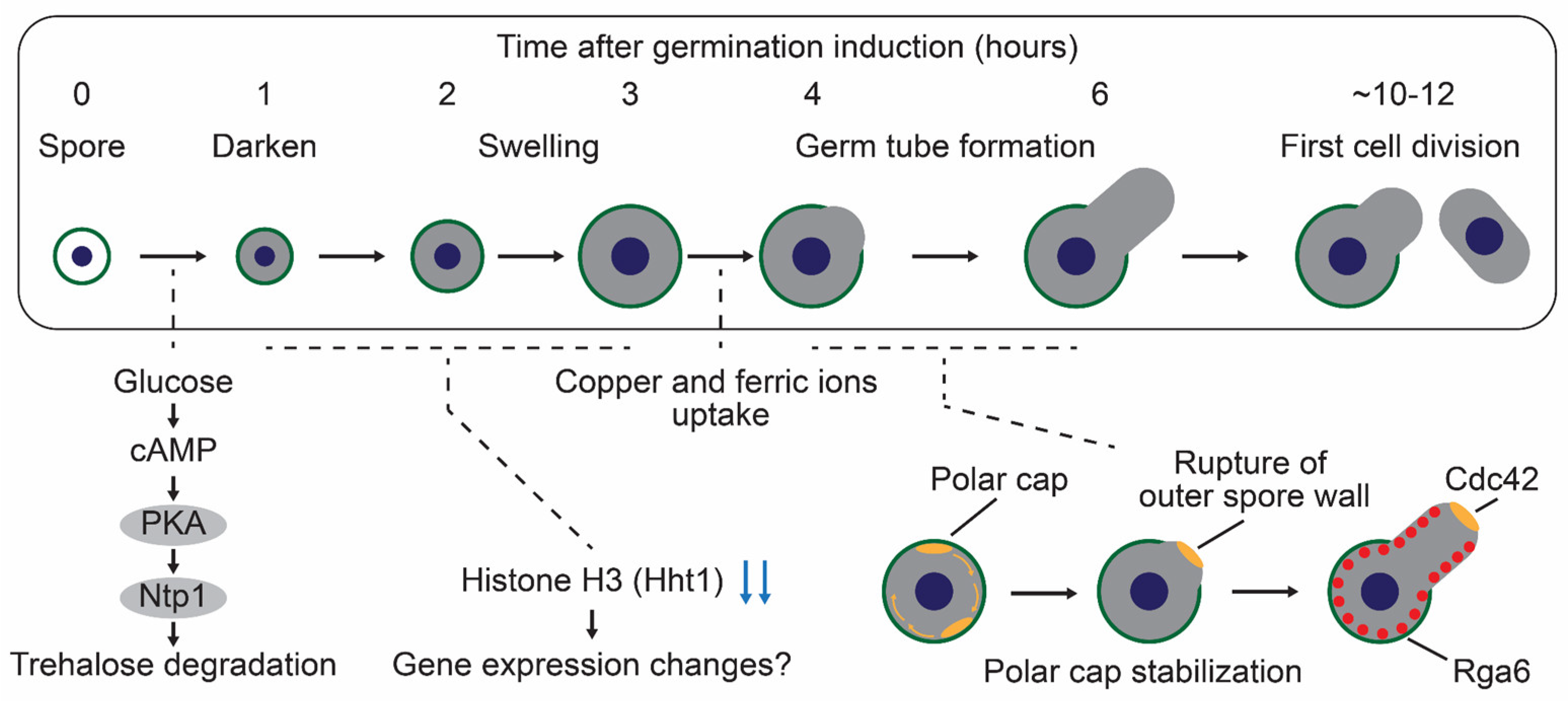 Biomolecules 15 00701 g002