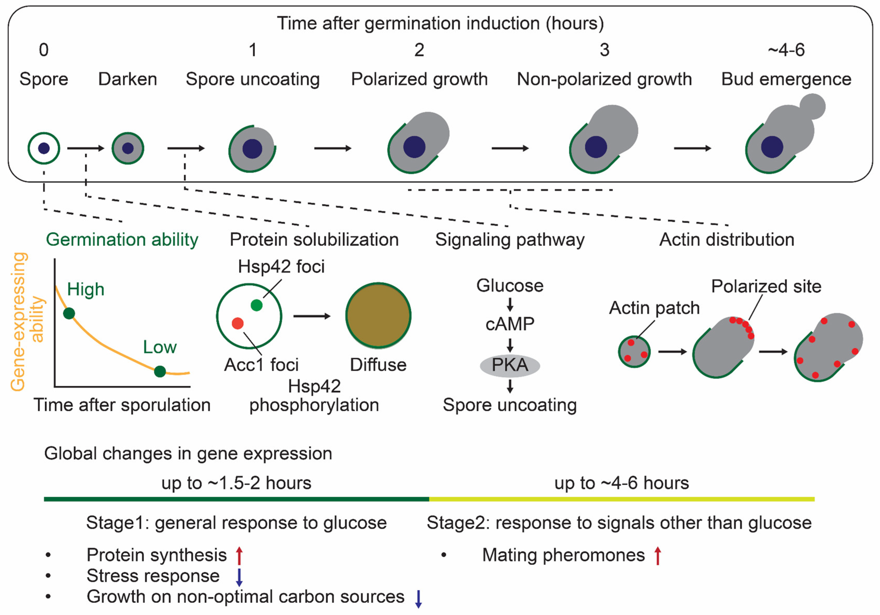 Biomolecules 15 00701 g003
