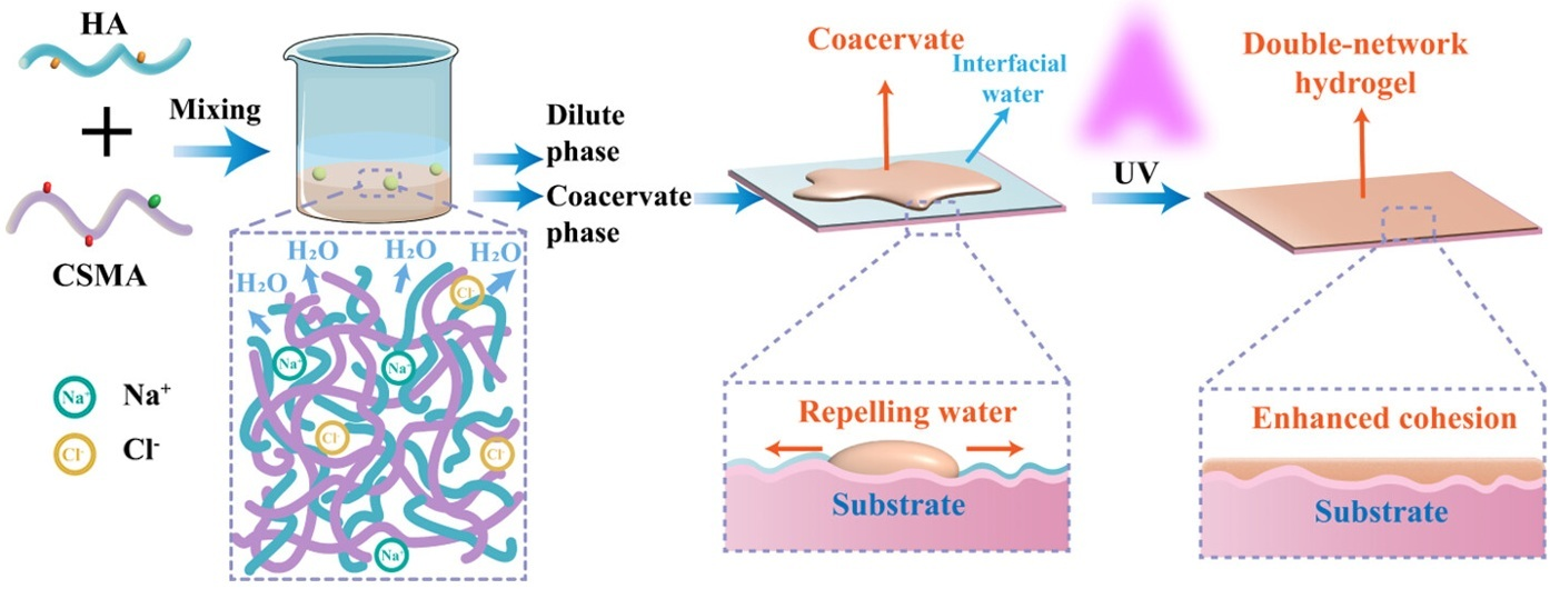 Biomolecules 15 00861 g010