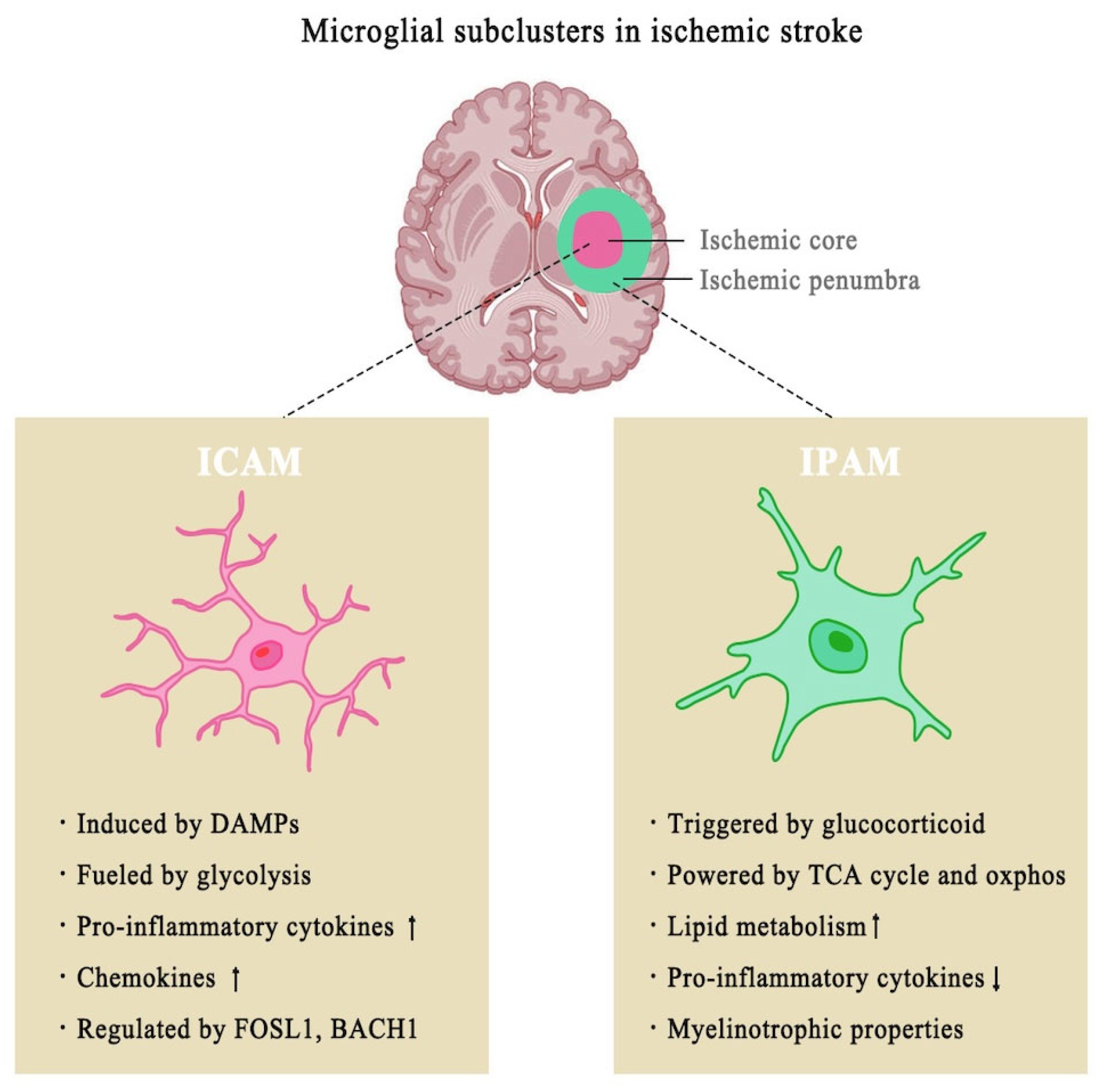 Biomolecules 15 00920 g002