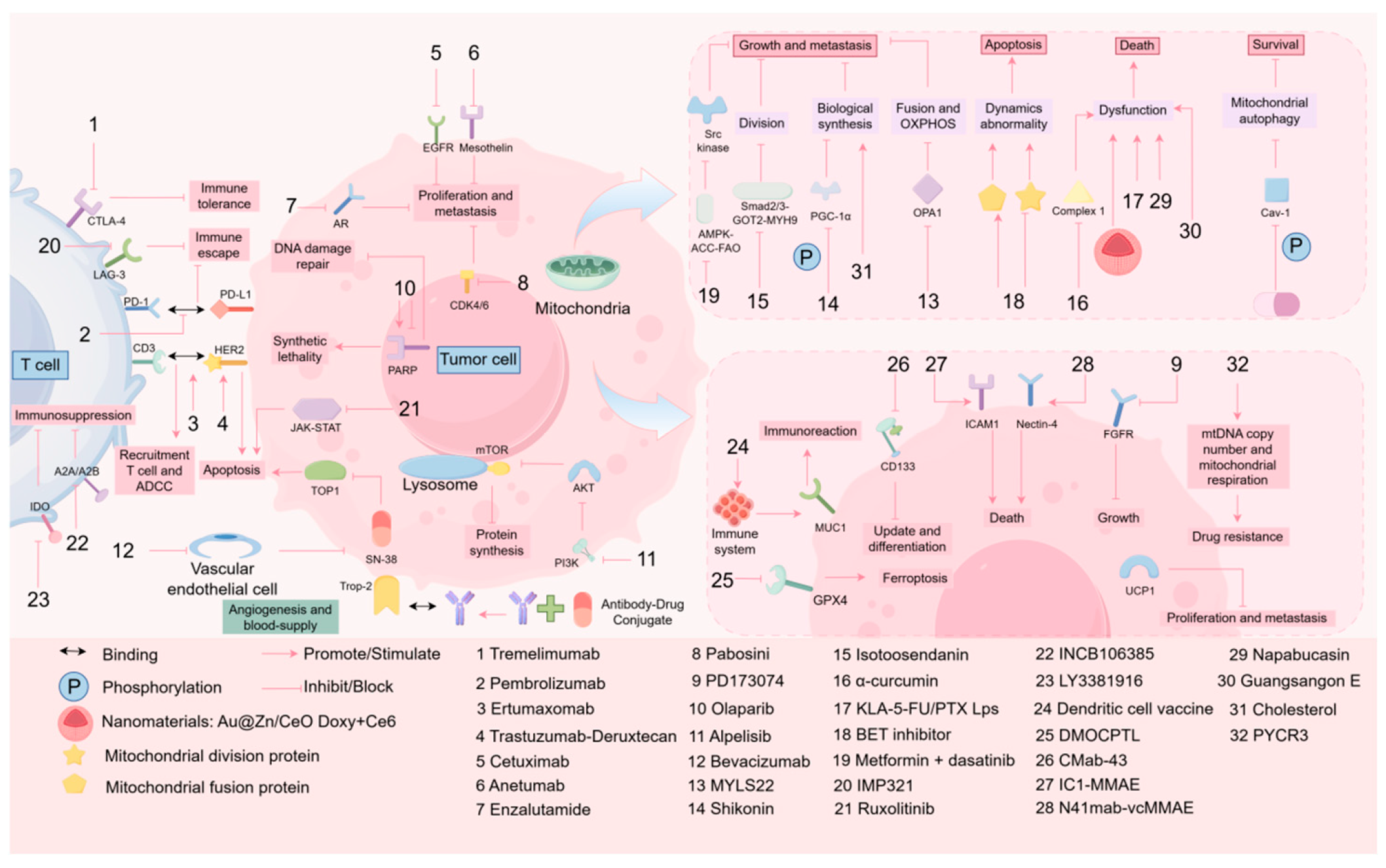 Biomolecules 15 00970 g003