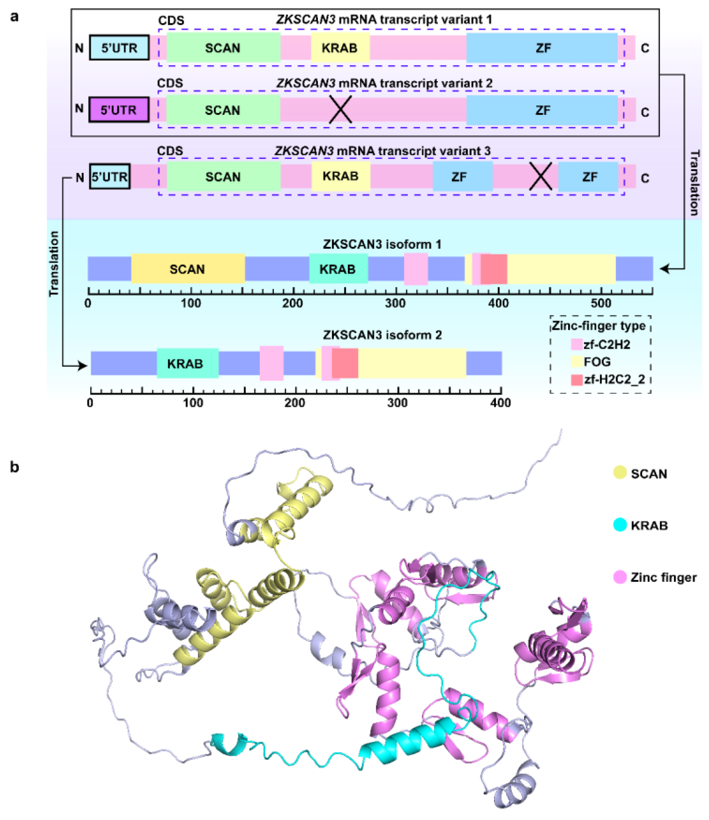 Biomolecules 15 01016 g001 Biomolecules 15 01016 g001