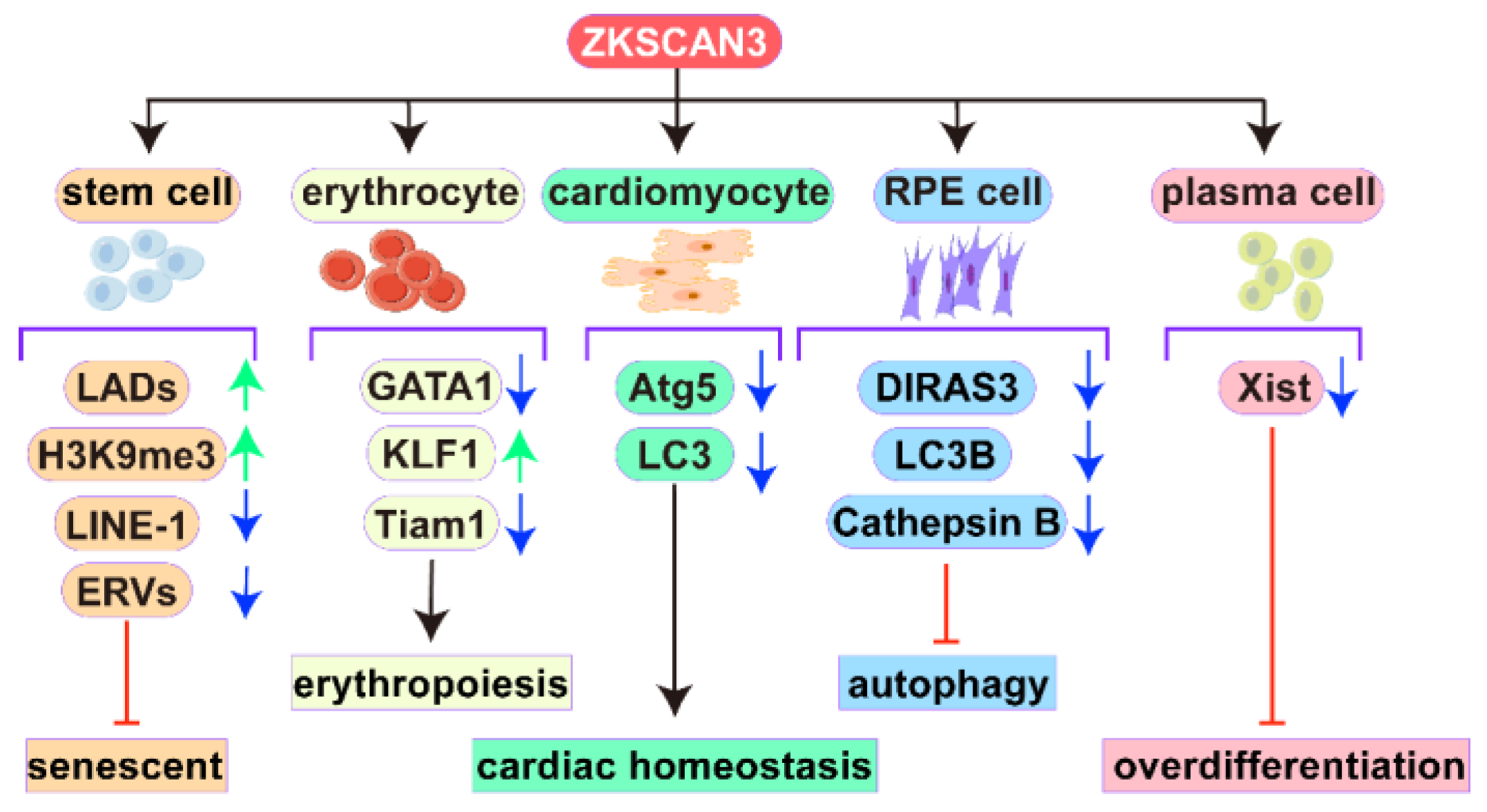 Biomolecules 15 01016 g002 Biomolecules 15 01016 g002